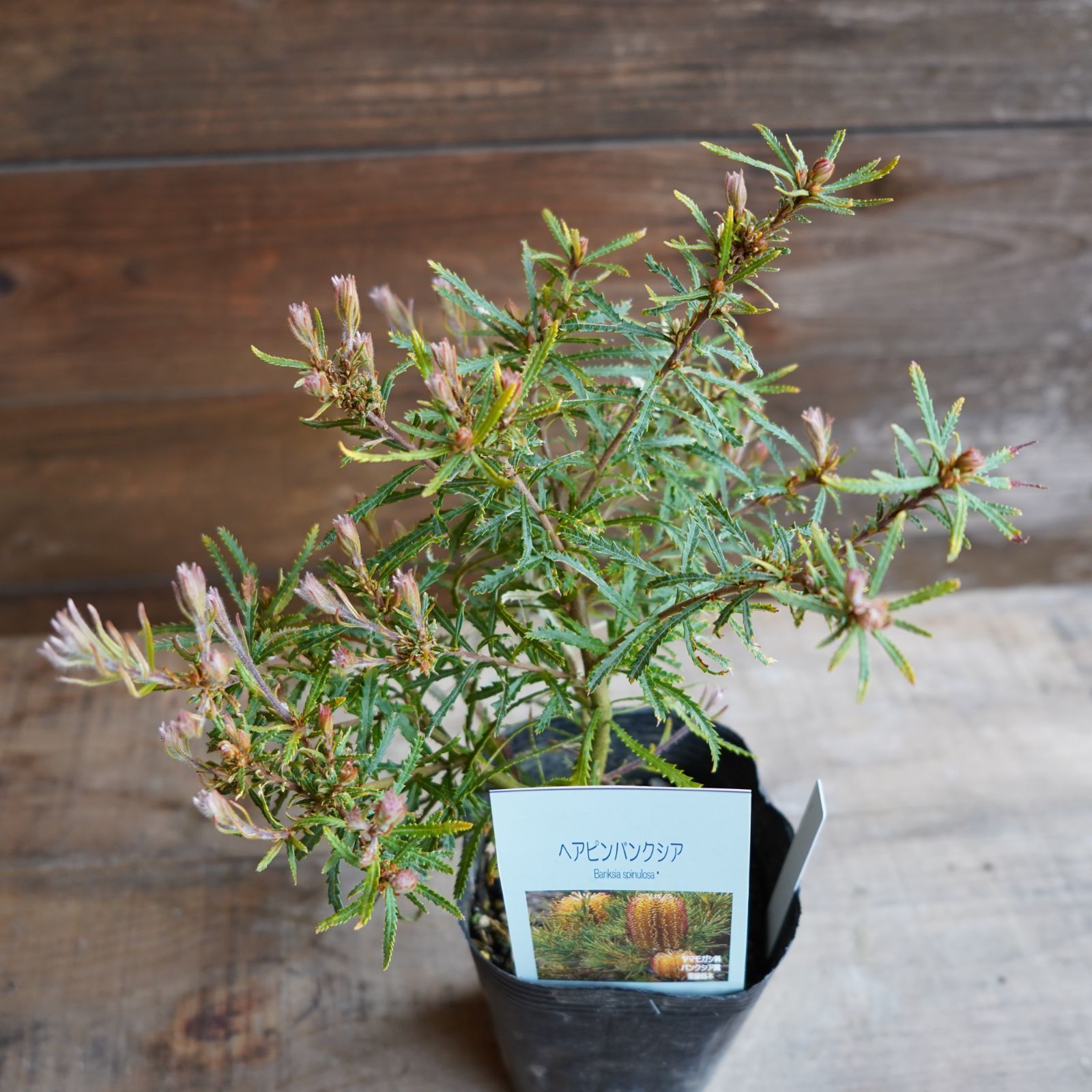 ヘアピンバンクシア 6号鉢 スピヌローサ オージープランツ ヘアピン