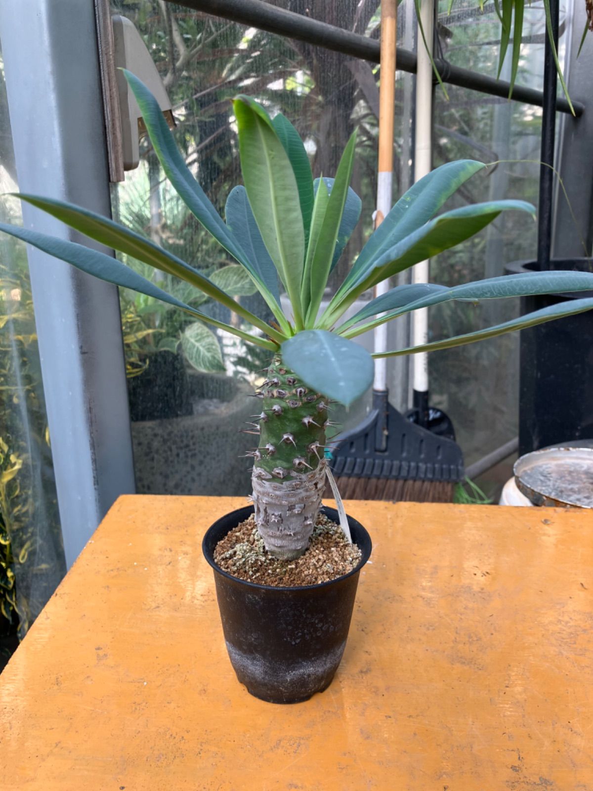 ユーフォルビア フスカ 現地球からカットした挿し木 発根済 007