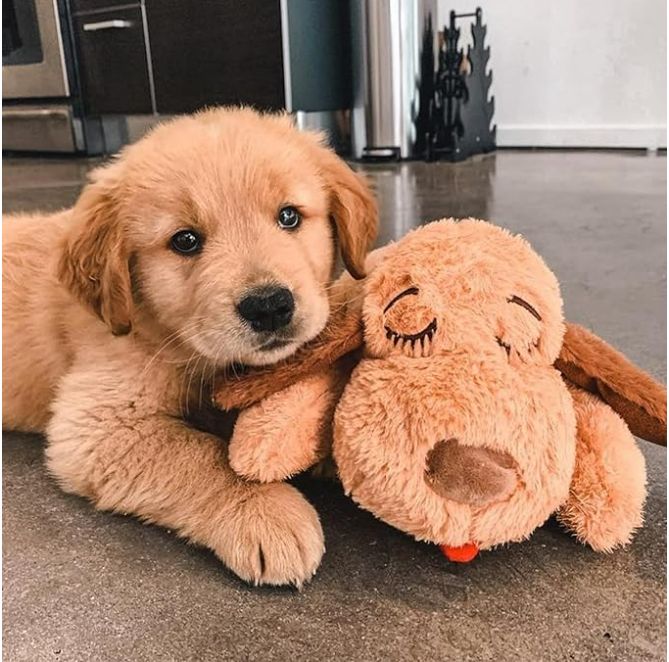スナグルパピー 犬向け心音装置 ぬいぐるみ Amazon | 「スナグルパピー」犬向け心音装置付きぬいぐるみ