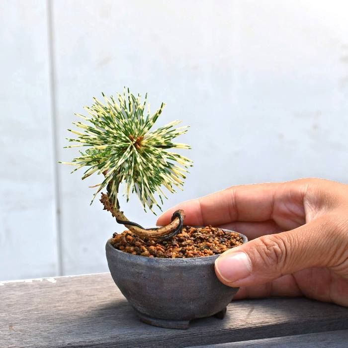 花火 はなび