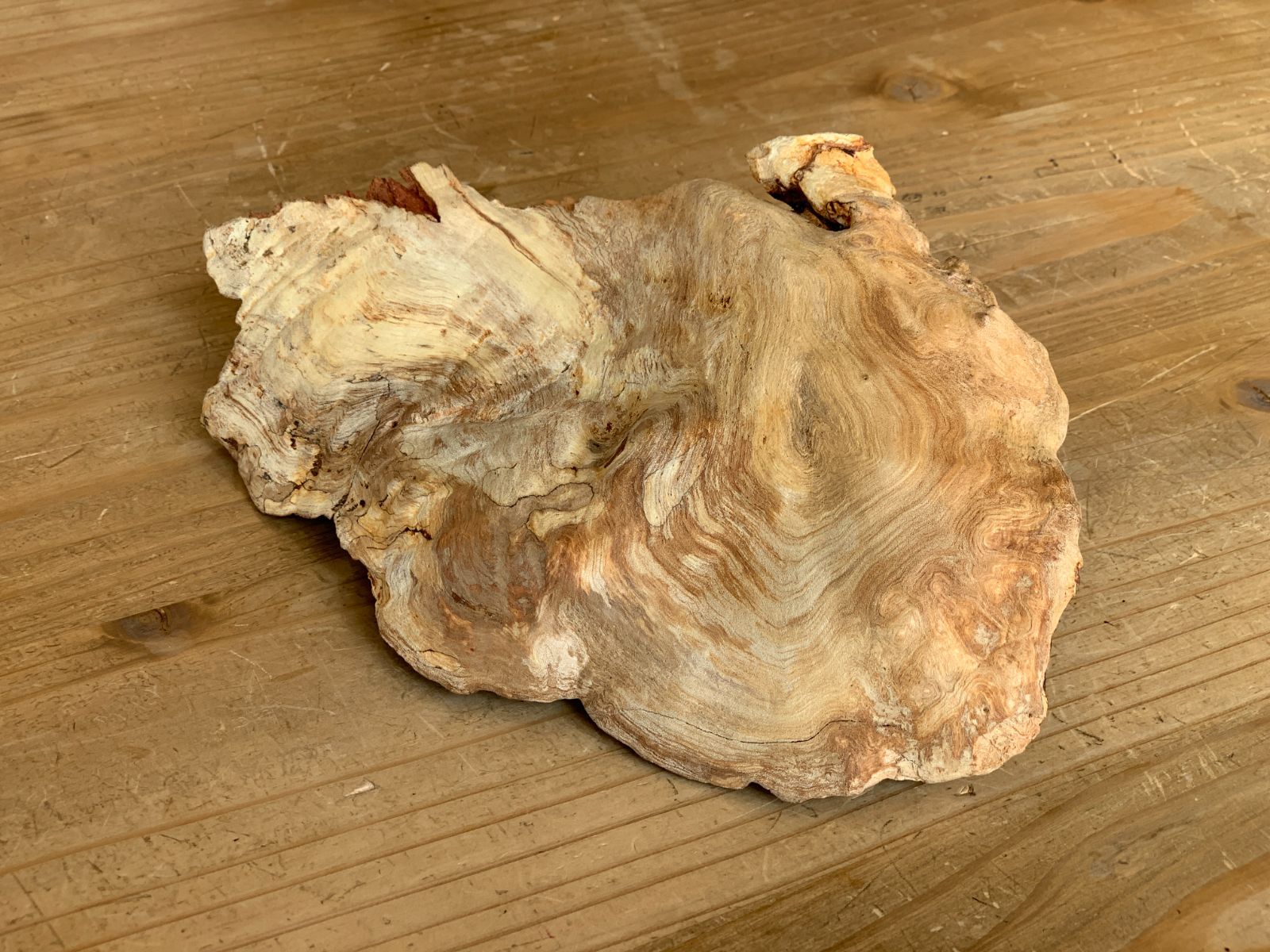 値下げしました♪♪　センダン　原木　一枚板 値下げしました♪♪ センダン 原木 一枚板