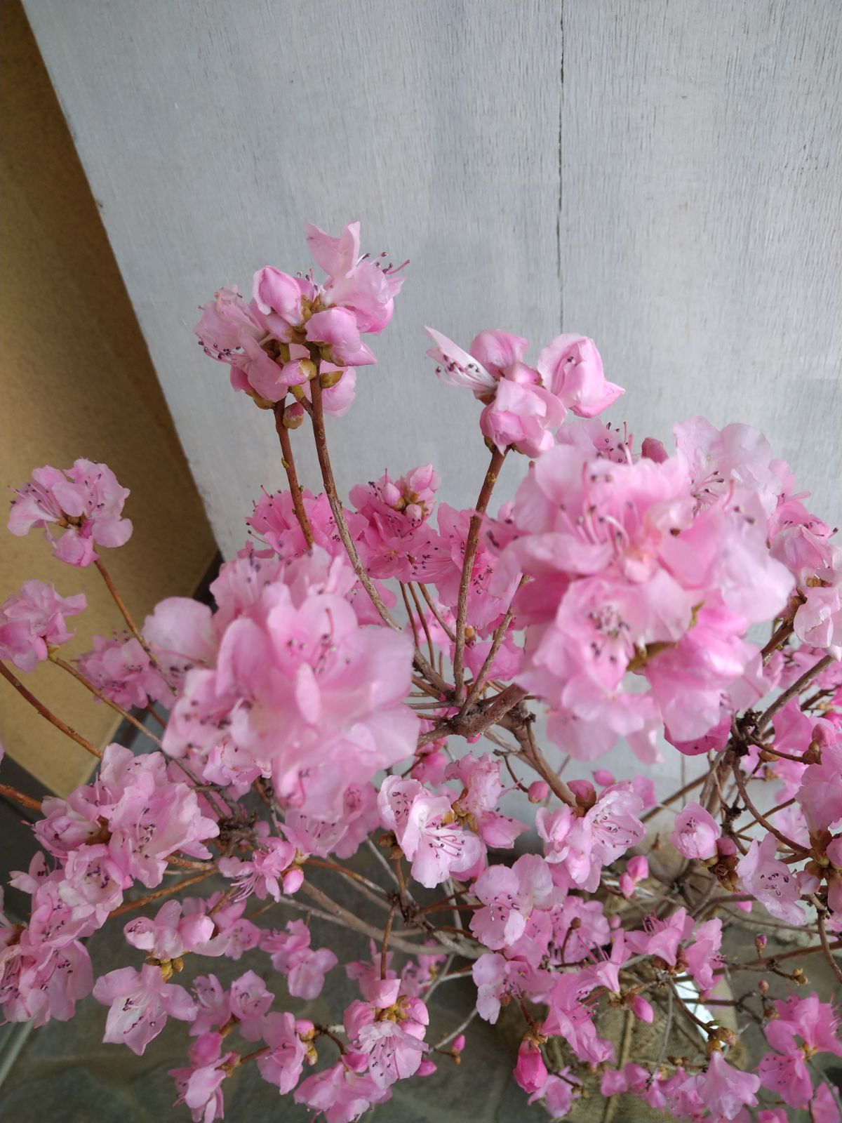 厳選桜ゲンカイツツジ株立ち