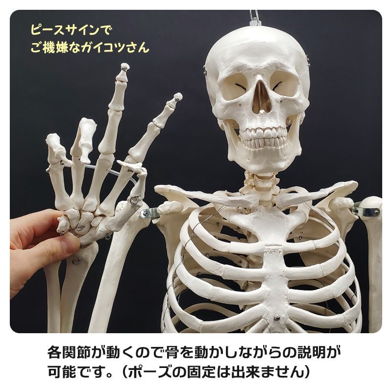 ゴムハンマー付き 全身骸骨 等身大 全身170cm実寸 可動式 動く