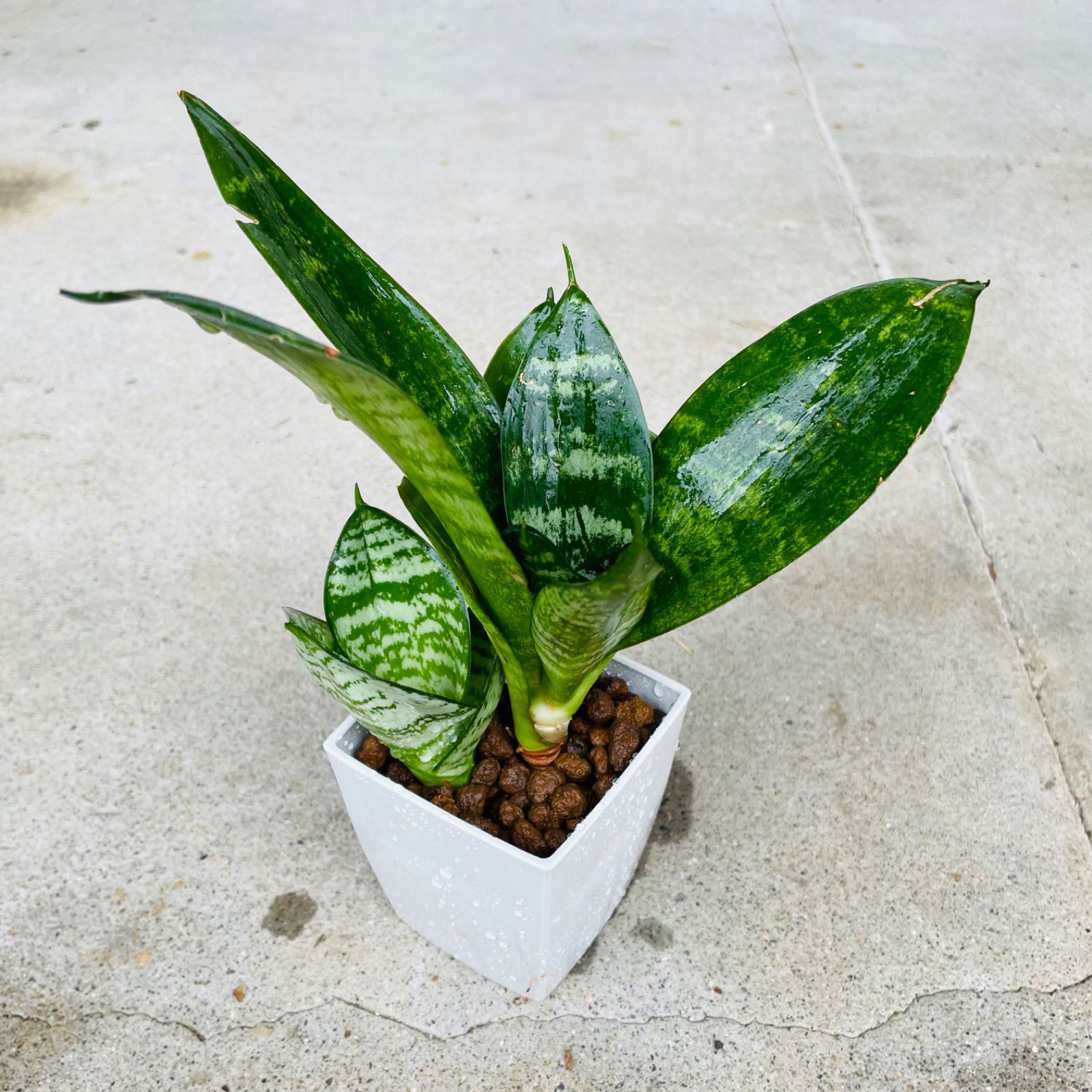 観葉植物《らくらくメルカリ便♪」サンセ ベリア・希少・美苗株★ Aya ★抜き苗 観葉植物《らくらくメルカリ便♪」サンセ ベリア・希少・美苗株☆ Aya