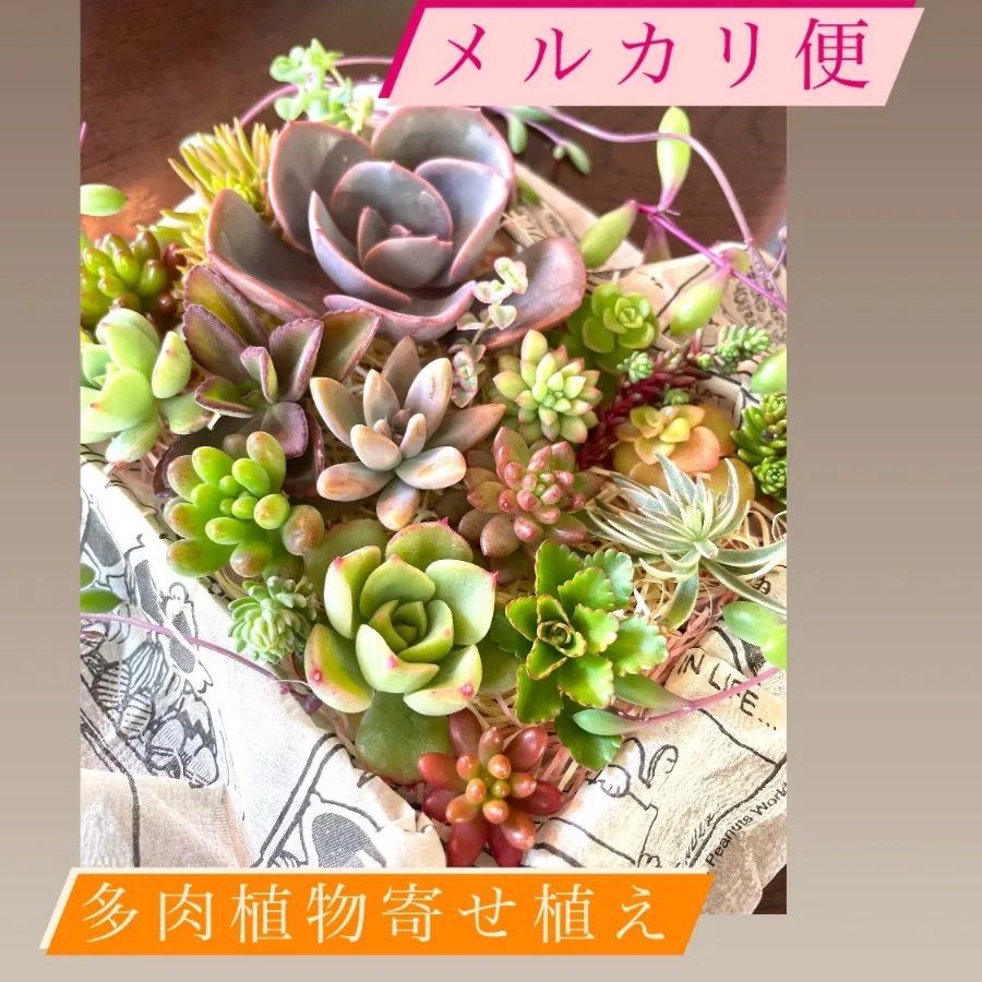 ☆多肉植物寄せ植え☆カット苗詰め合わせ☆セダム☆クラッスラ☆多肉