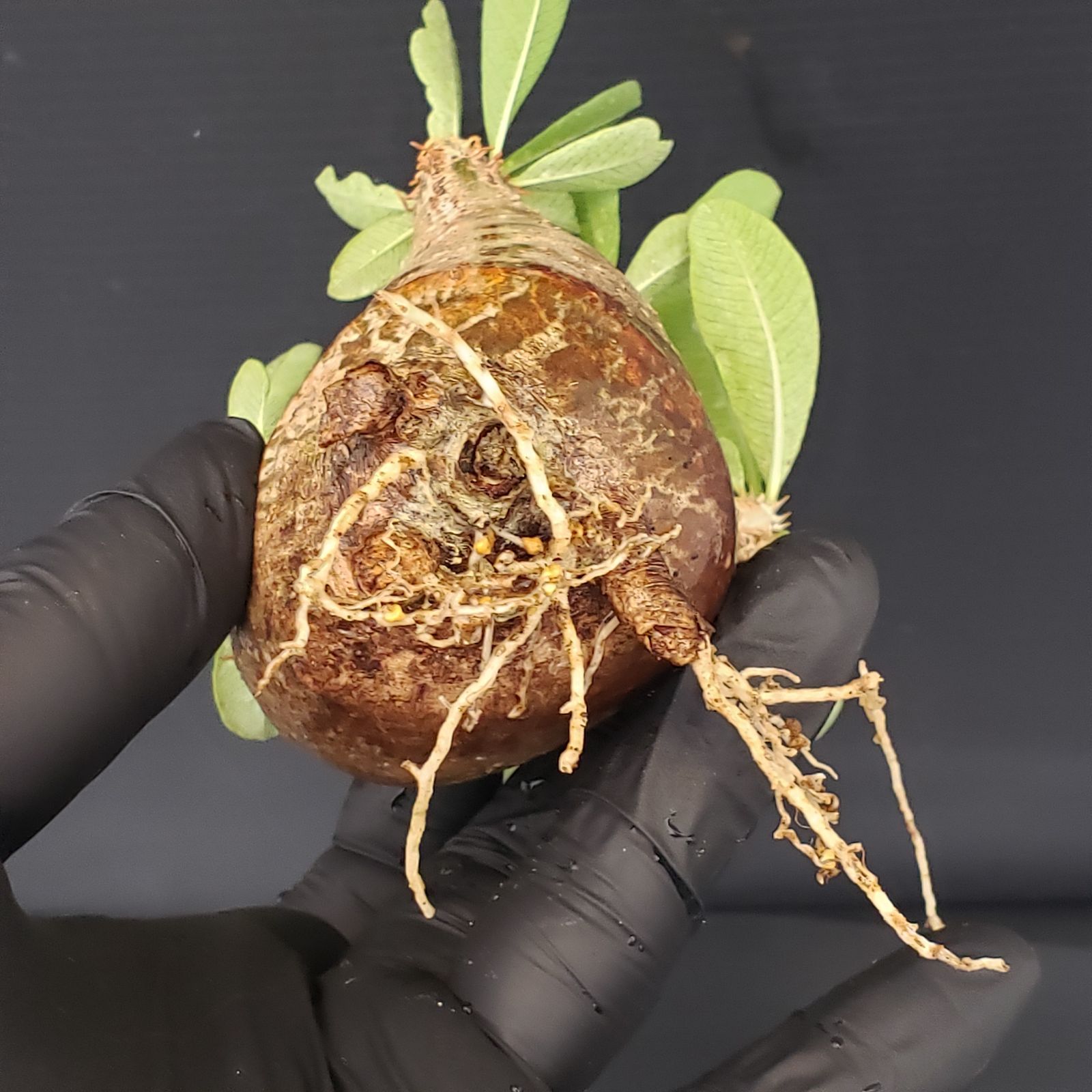 V248【自社養生発根株】Pachypodium 品種不明株（SS）（現地球