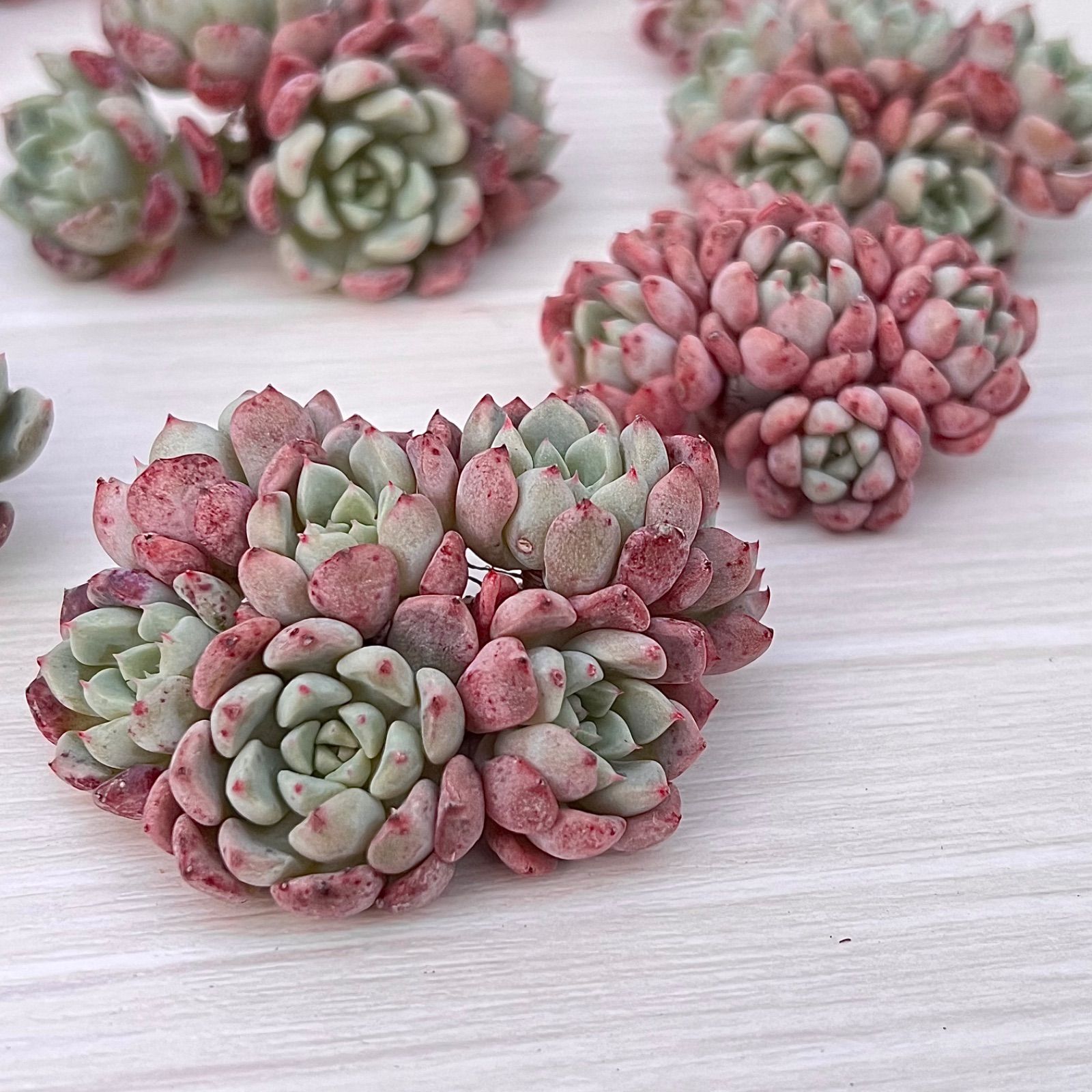 ✨NEW✨多肉植物 マッチメーカー 韓国苗 - メルカリ ✨NEW✨多肉植物 マッチメーカー 韓国苗 - メルカリ