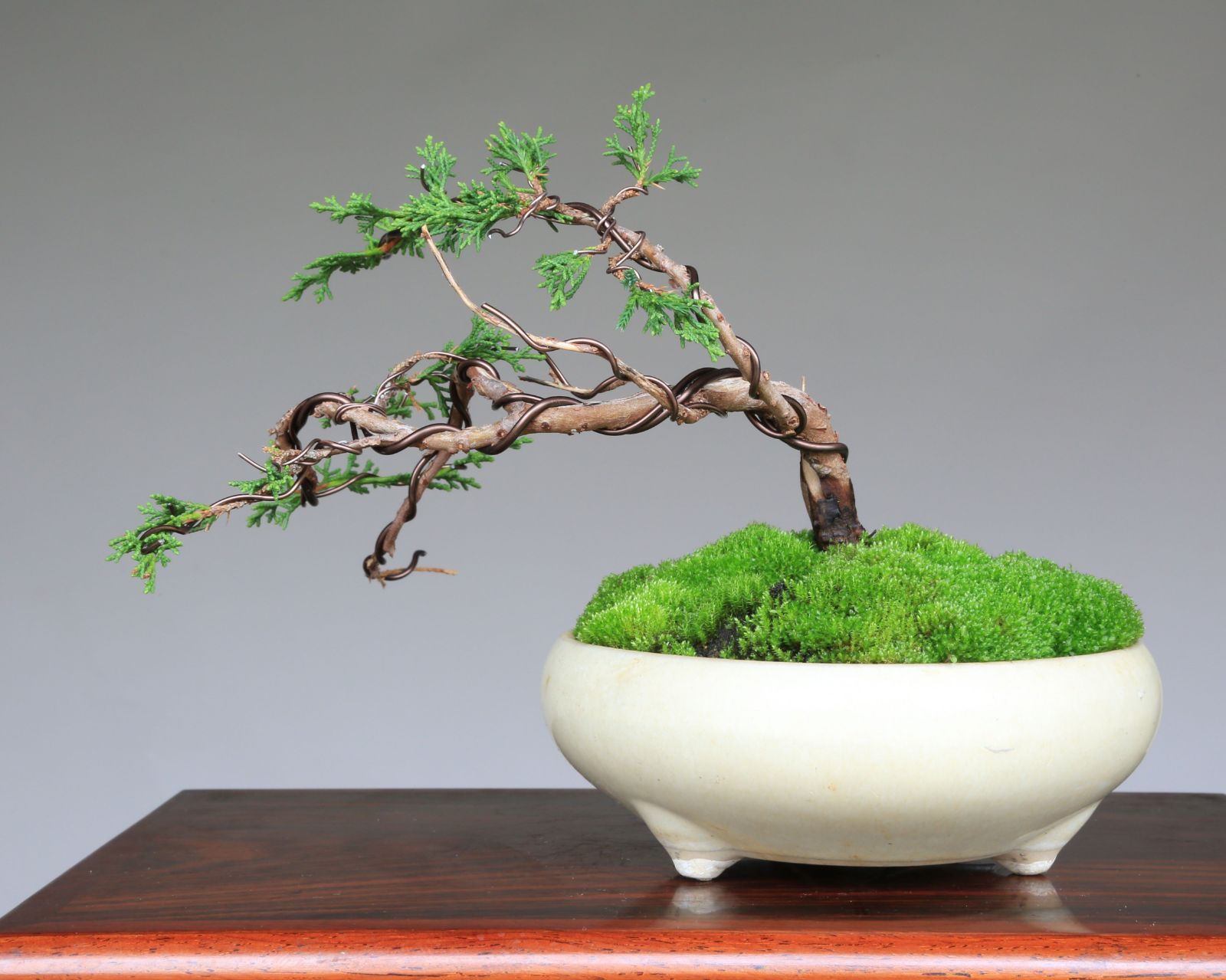 真柏盆栽 古い捻転シャリ 小品盆栽 樹高天ジン含む15.5cm 真柏