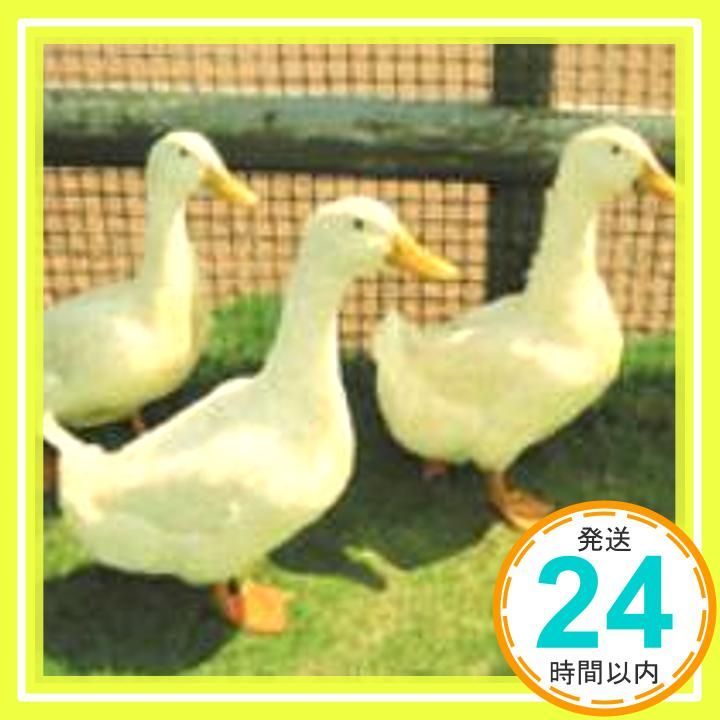 スワロー CD 音速ライン? 藤井敬之 音速ライン_04