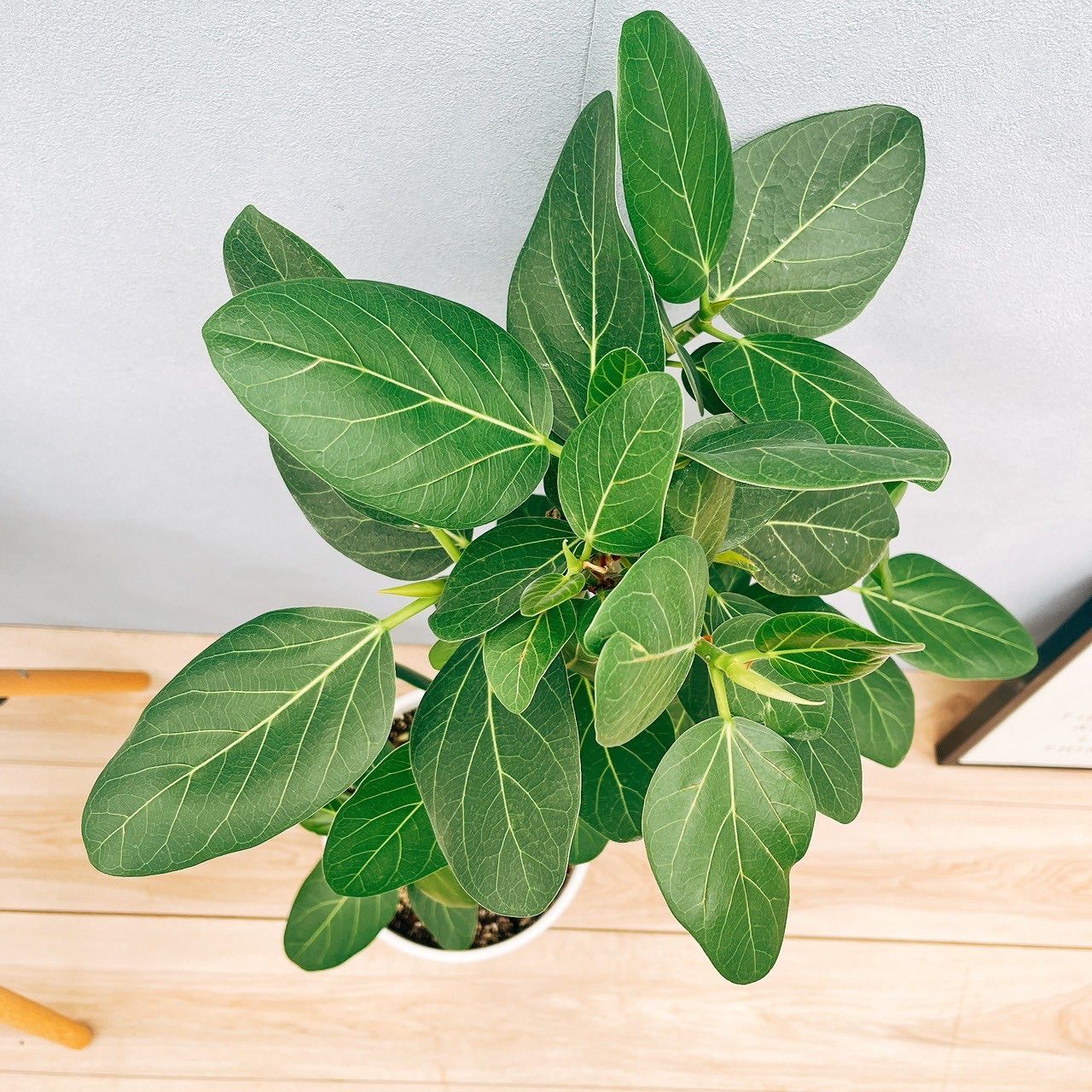 現品］50番 フィカスベンガレンシス 曲がり 8号 観葉植物 室内 大型