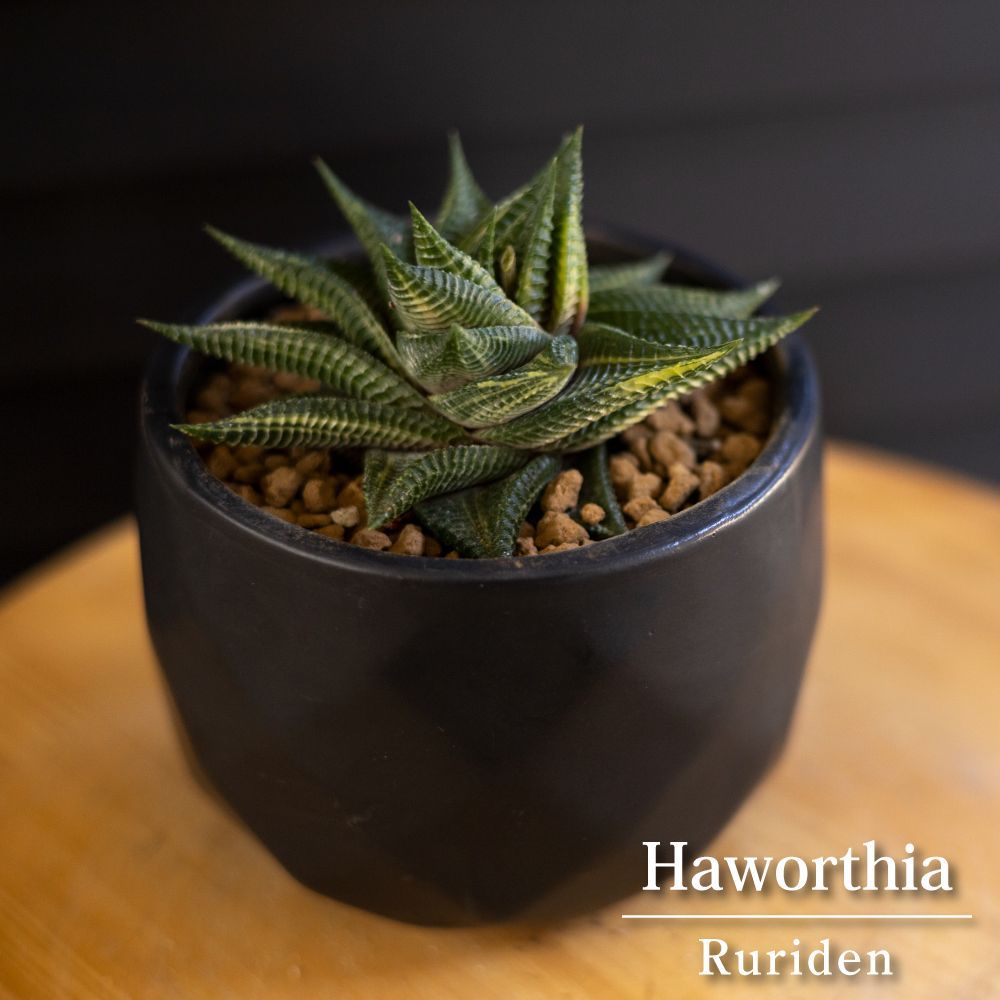 メルカリshops ハオルチア 斑入り 瑠璃殿錦 十二の巻 ルリ殿錦 多肉植物 サボテン