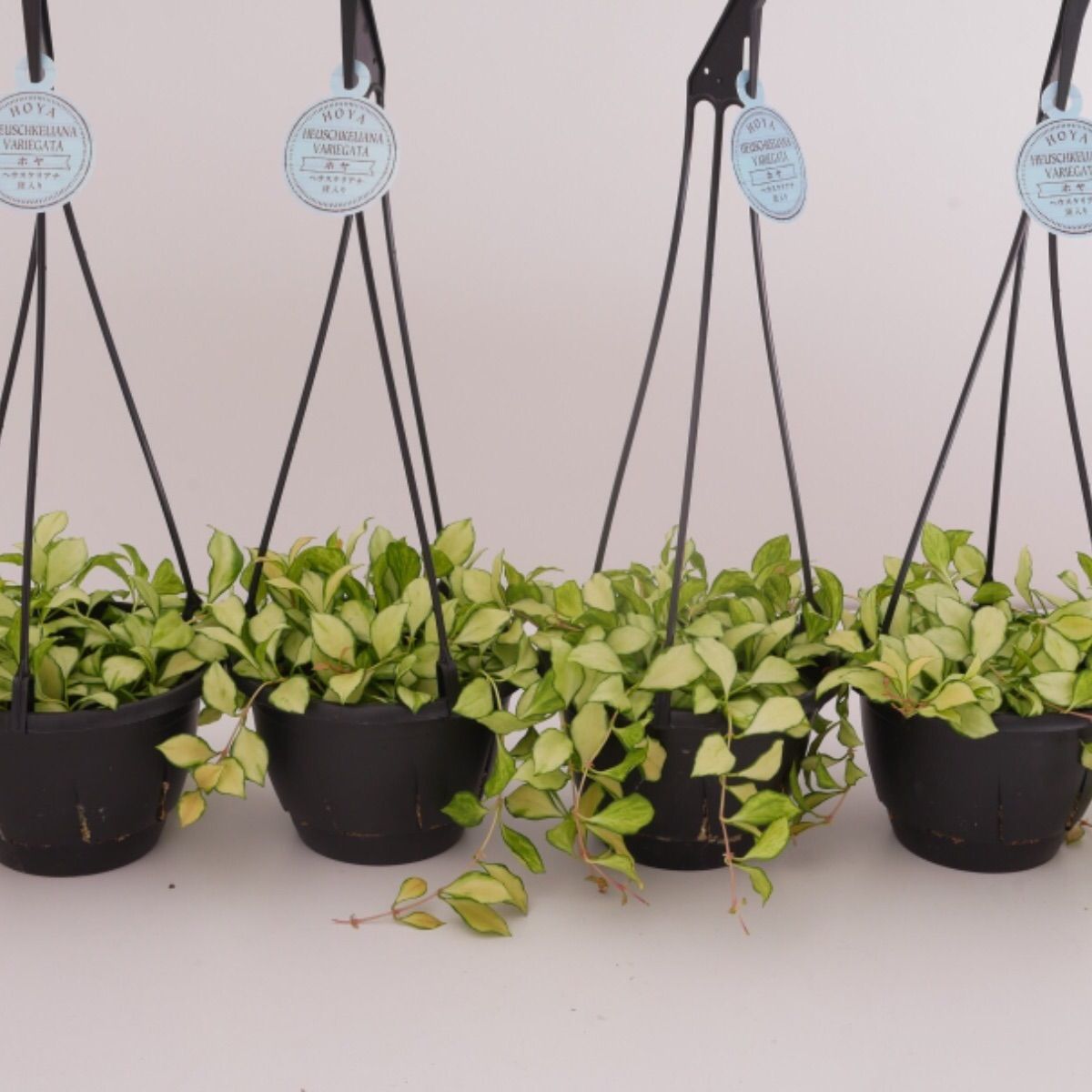 ホヤ ヘウスケリアナ 斑入り バリエガータ 希少 - メルカリ