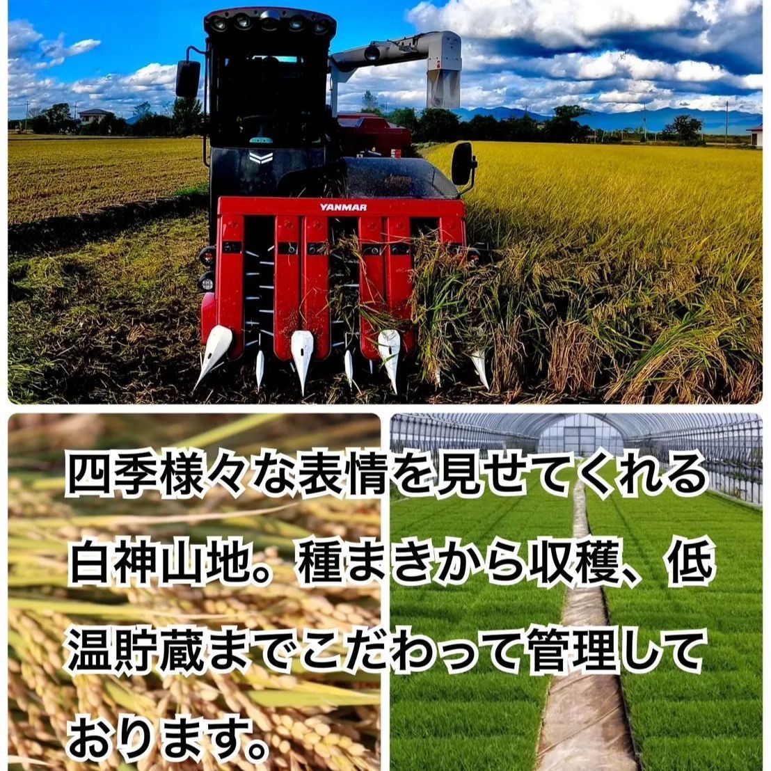 【低温貯蔵米】産地直送！！ご穀米900g-2