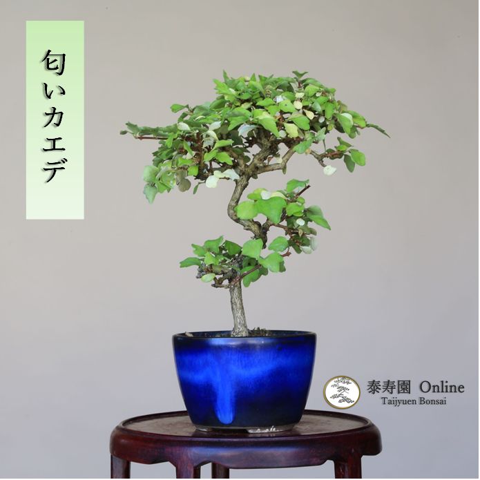 盆栽大特価！ 小品盆栽 匂い楓 (極太) 究極の逸品！ - 観葉植物