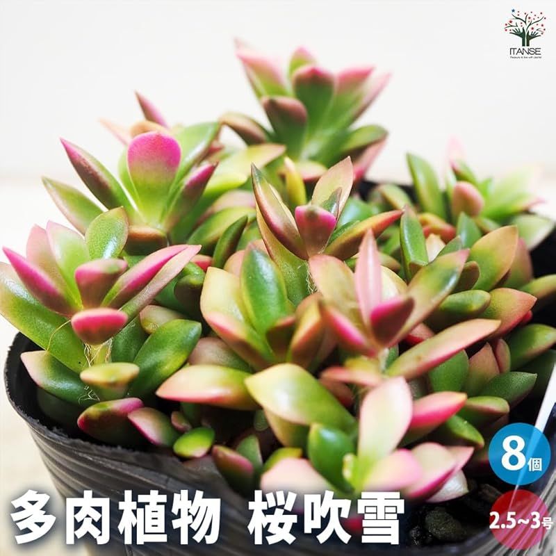 ITANSE 多肉植物 桜吹雪 2.5~3号 8個売り 品種で選べる多肉植物 学名 Anacampseros rufescens ベンケイソウ科アナカンプセロス属 原産地 南アフリカ 珍しい紅葉系の斑が入る品種