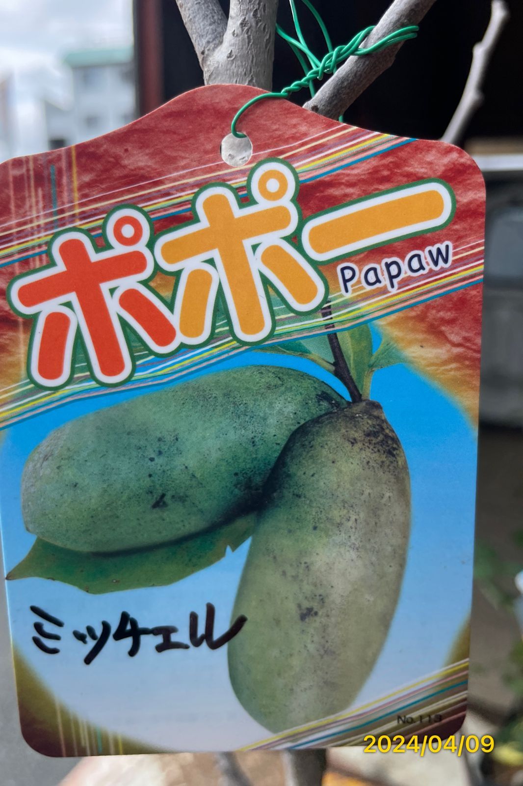 ミッチェル 超巨大実