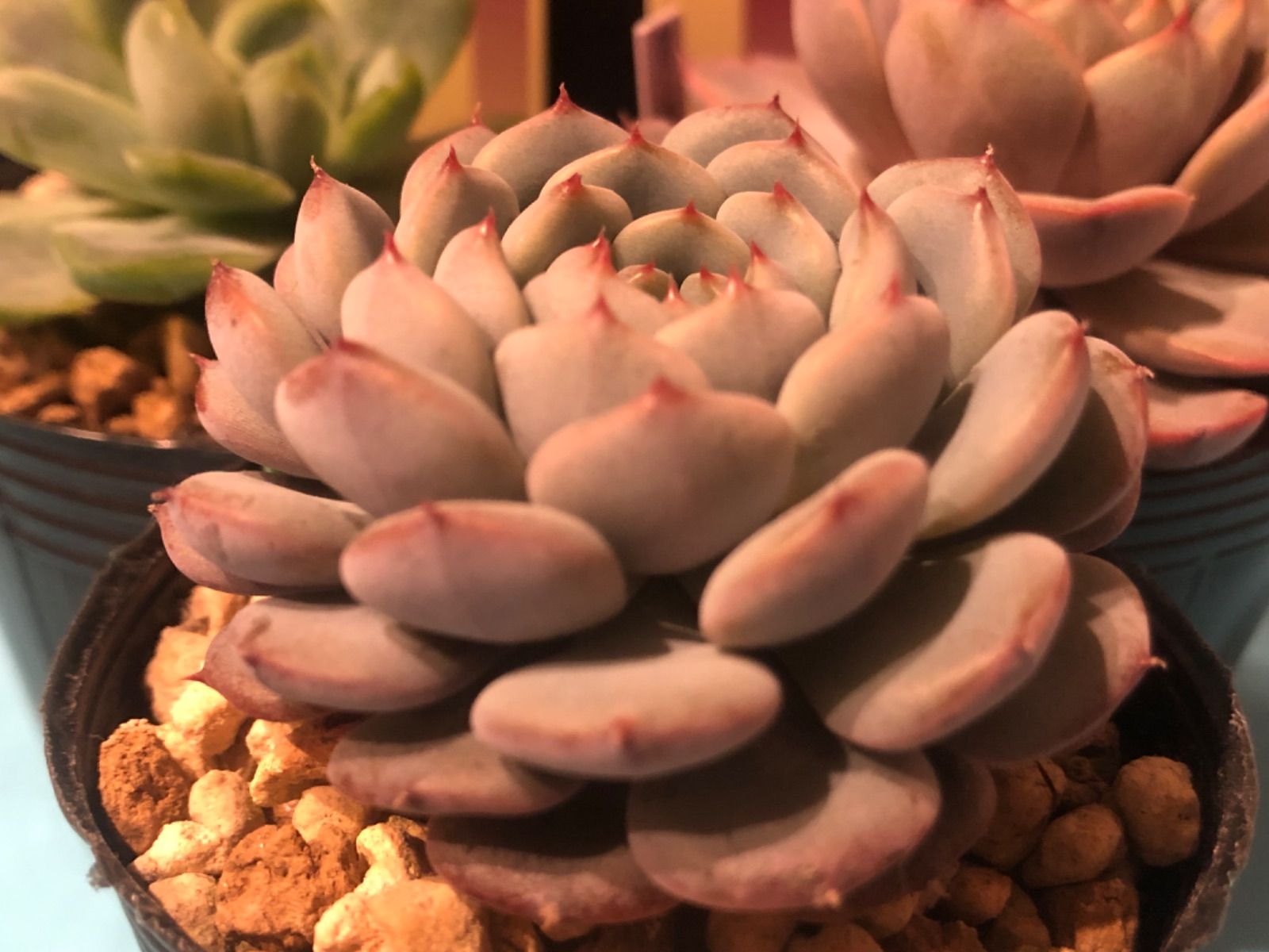 華切子ストロベリーミルククラウン札付きポットごとおらいさん苗ミックスベリア 華切子ストロベリーミルククラウン札付きポットごとおらいさん苗