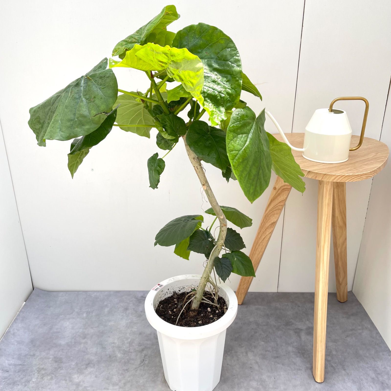 観葉植物