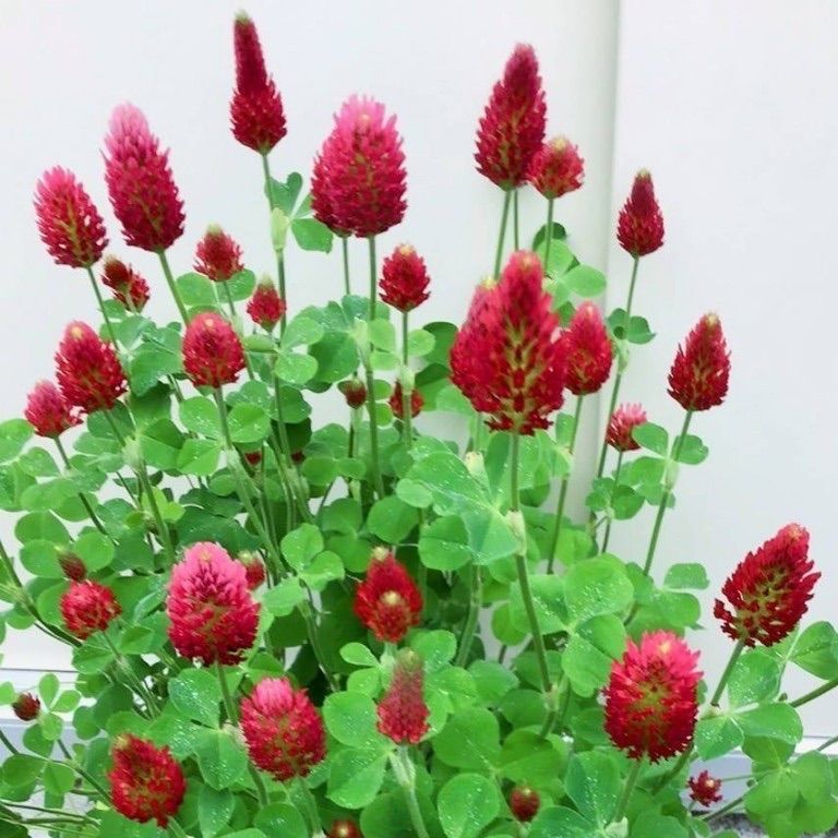 ストロベリーキャンドル ストロベリー・キャンドル | Trifolium incarnatum | かぎけん花図鑑