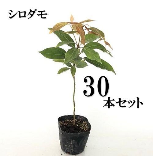 30本セット シロダモ樹高0.3m前後10.5cmポット