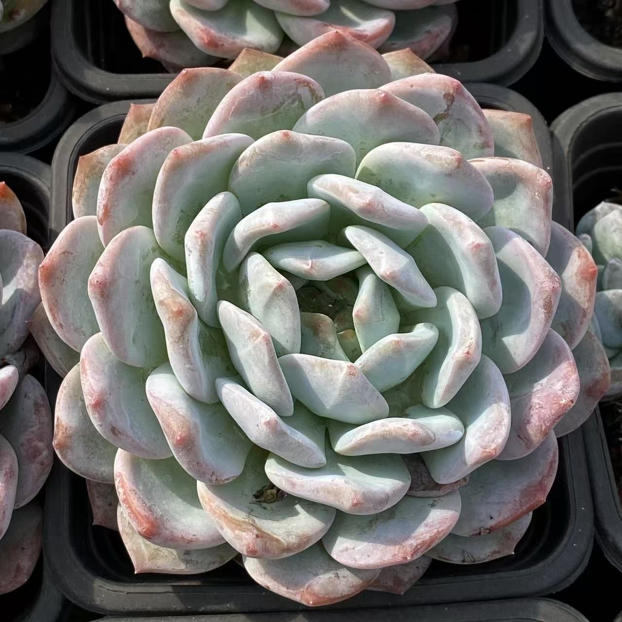 NGN1423×35 オレンジモンロー単頭 抜き苗 多肉植物 アエオニウム エケベリア 韓国苗