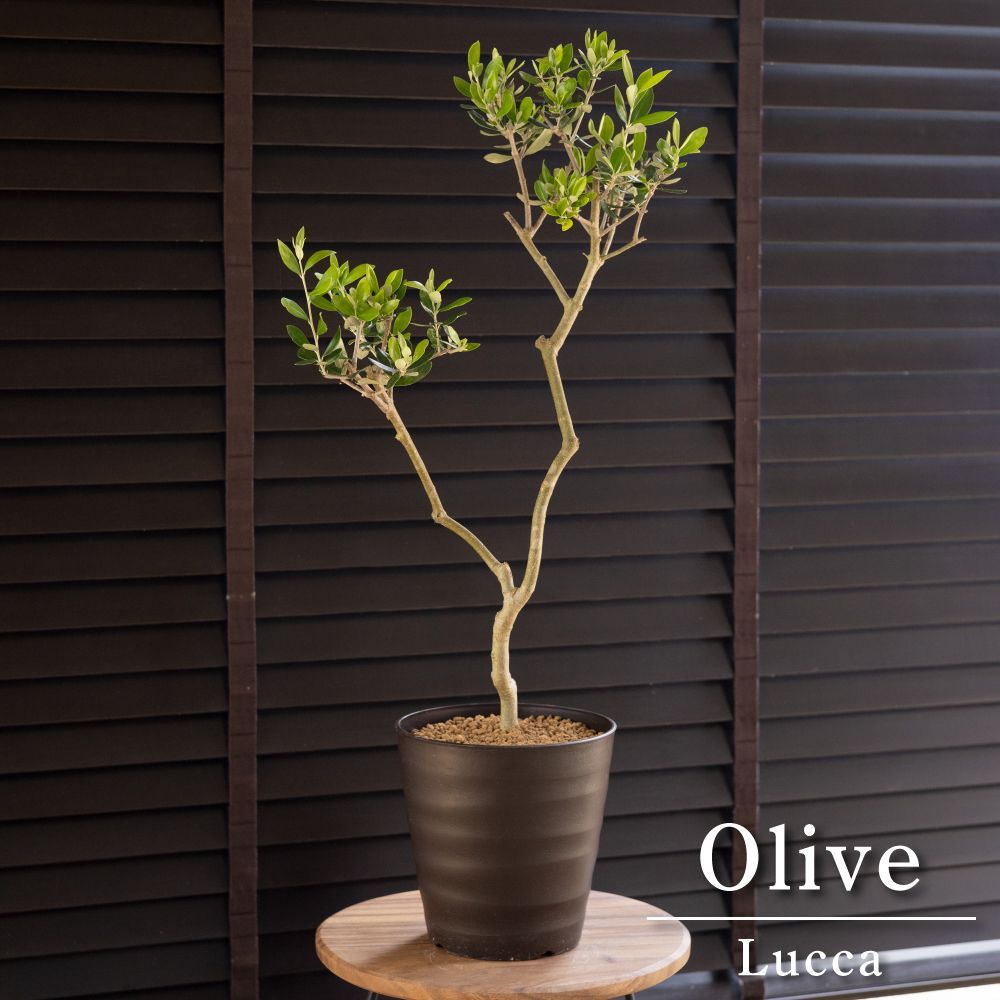 オリーブ 創樹 ルッカ3 創樹 オリーブ ルッカ 3 オリーブ ルッカ 3