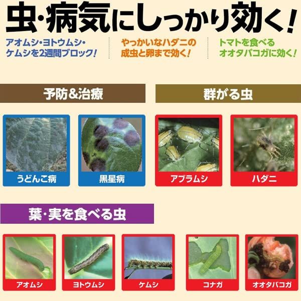 ×15本入