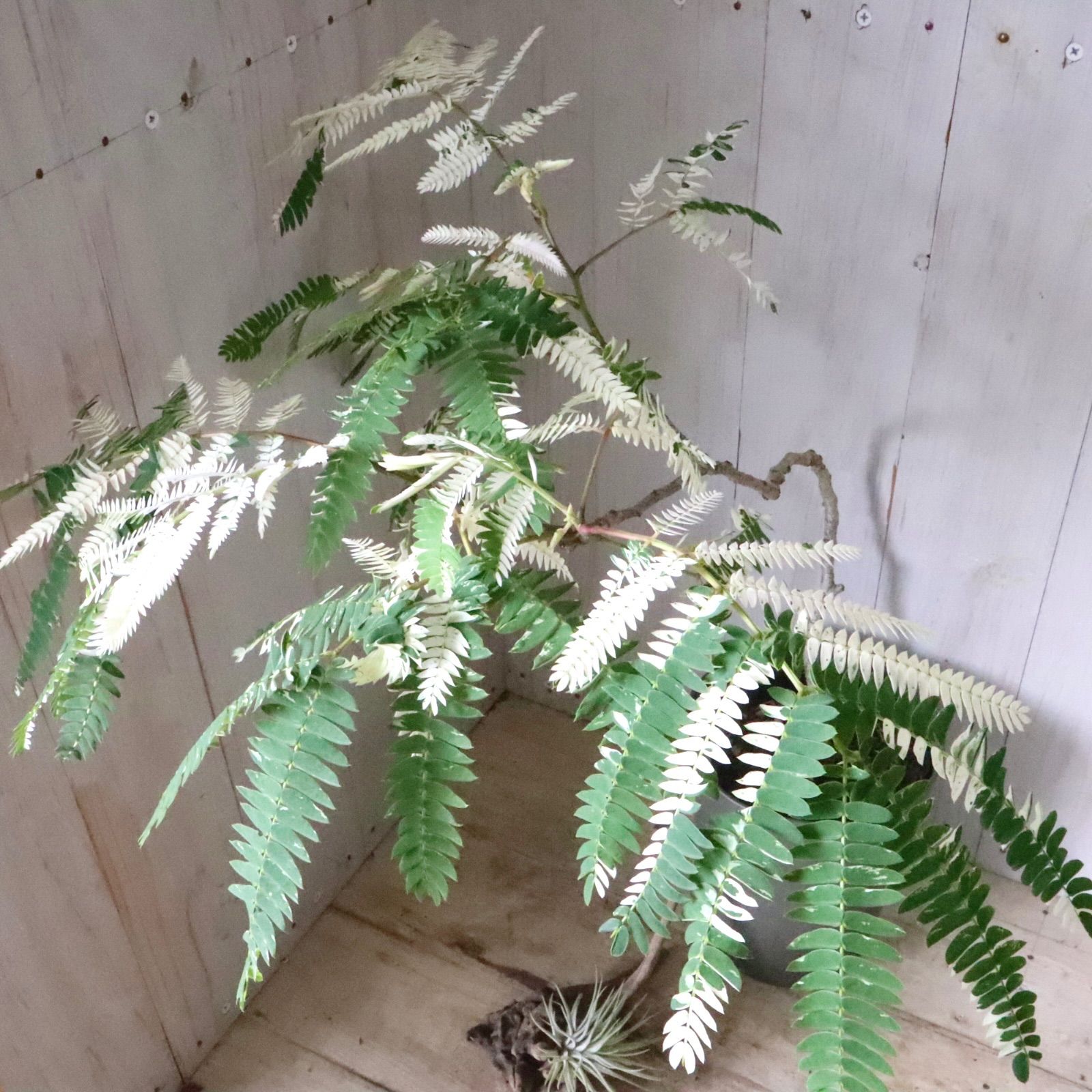 希少♡斑入り♡エバーフレッシュ♡ネムの木♡観葉植物♡インテリア