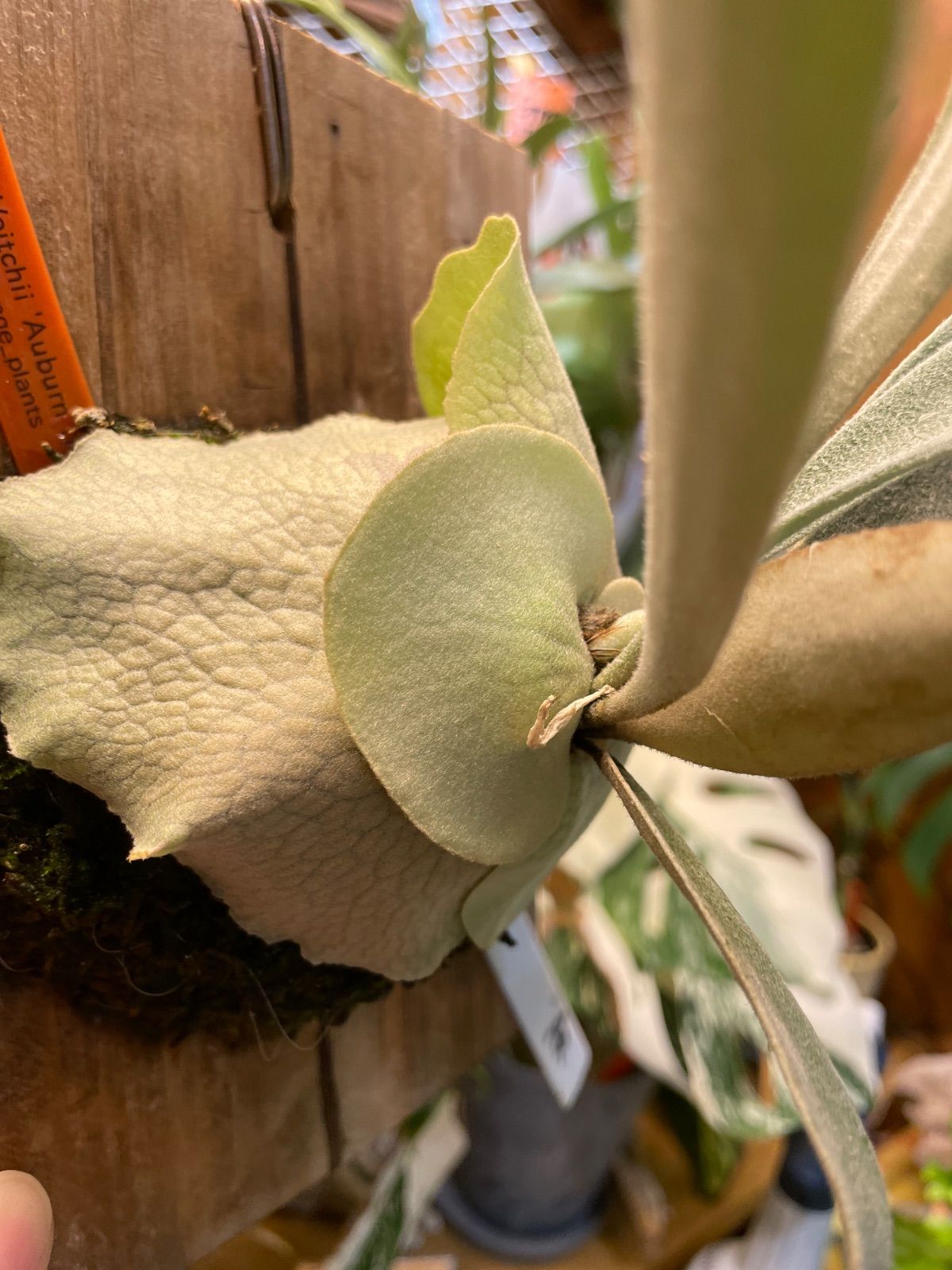 ビカクシダ アーバンリバー P.Veitchii Auburn river WWW_GEBZETESISAT_COM_TR