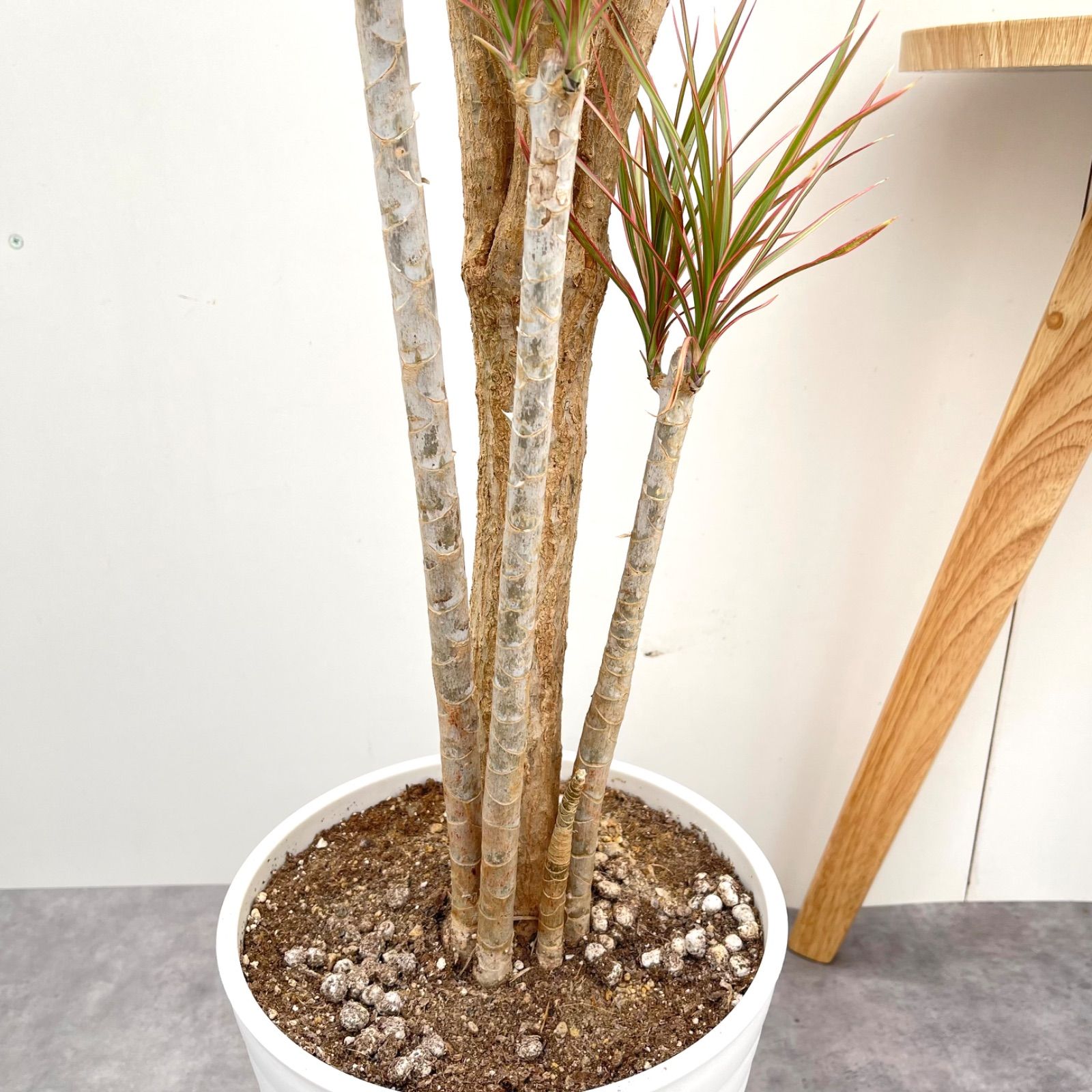 ドラセナ コンシンネ レインボー【現品】観葉植物 室内 大型