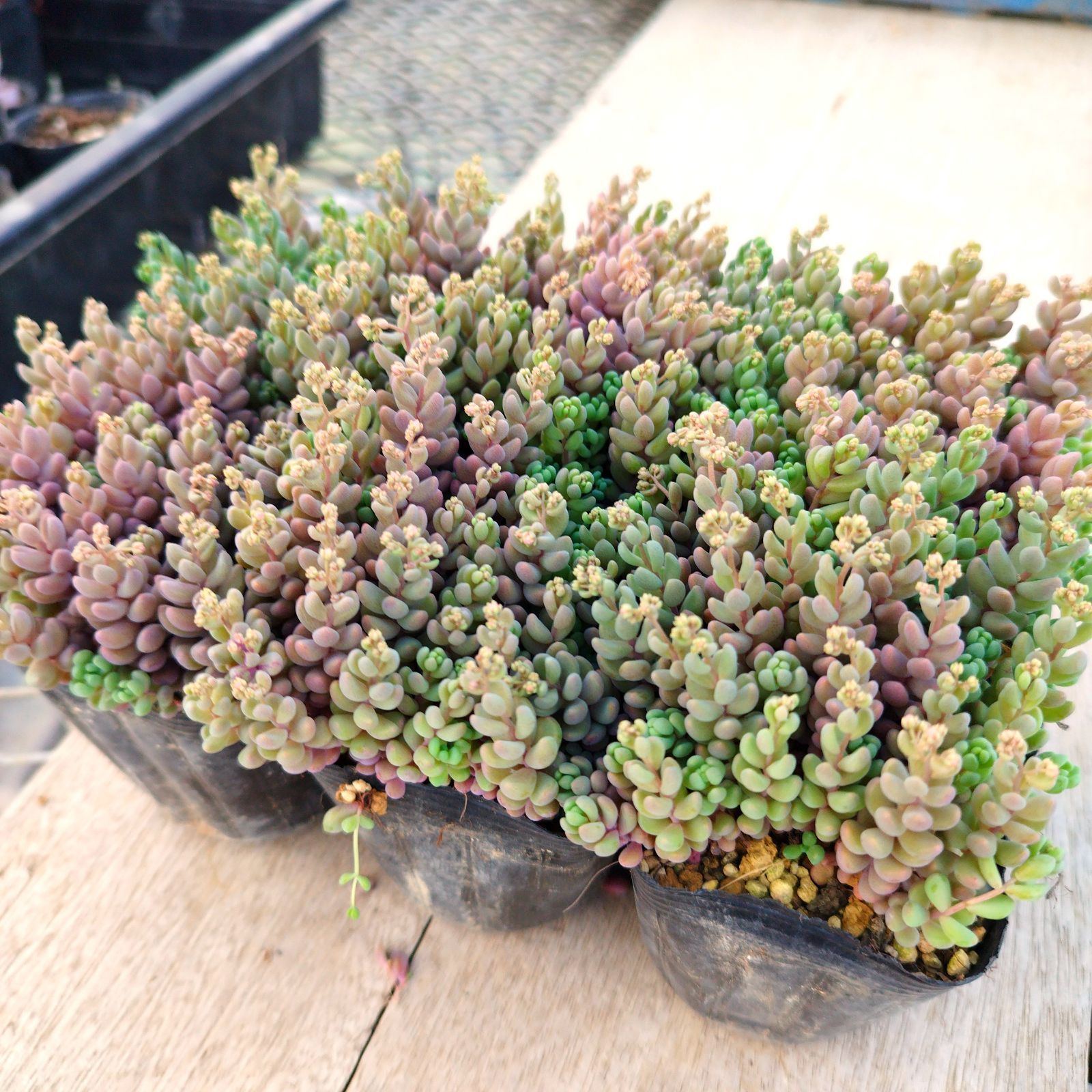 多肉植物 パープルヘイズ カット苗 25カット　多頭、微根も入ります！ セダム つぶつぶ極小セダム「パープルヘイズ」を育てる | 山梨で多肉植物を