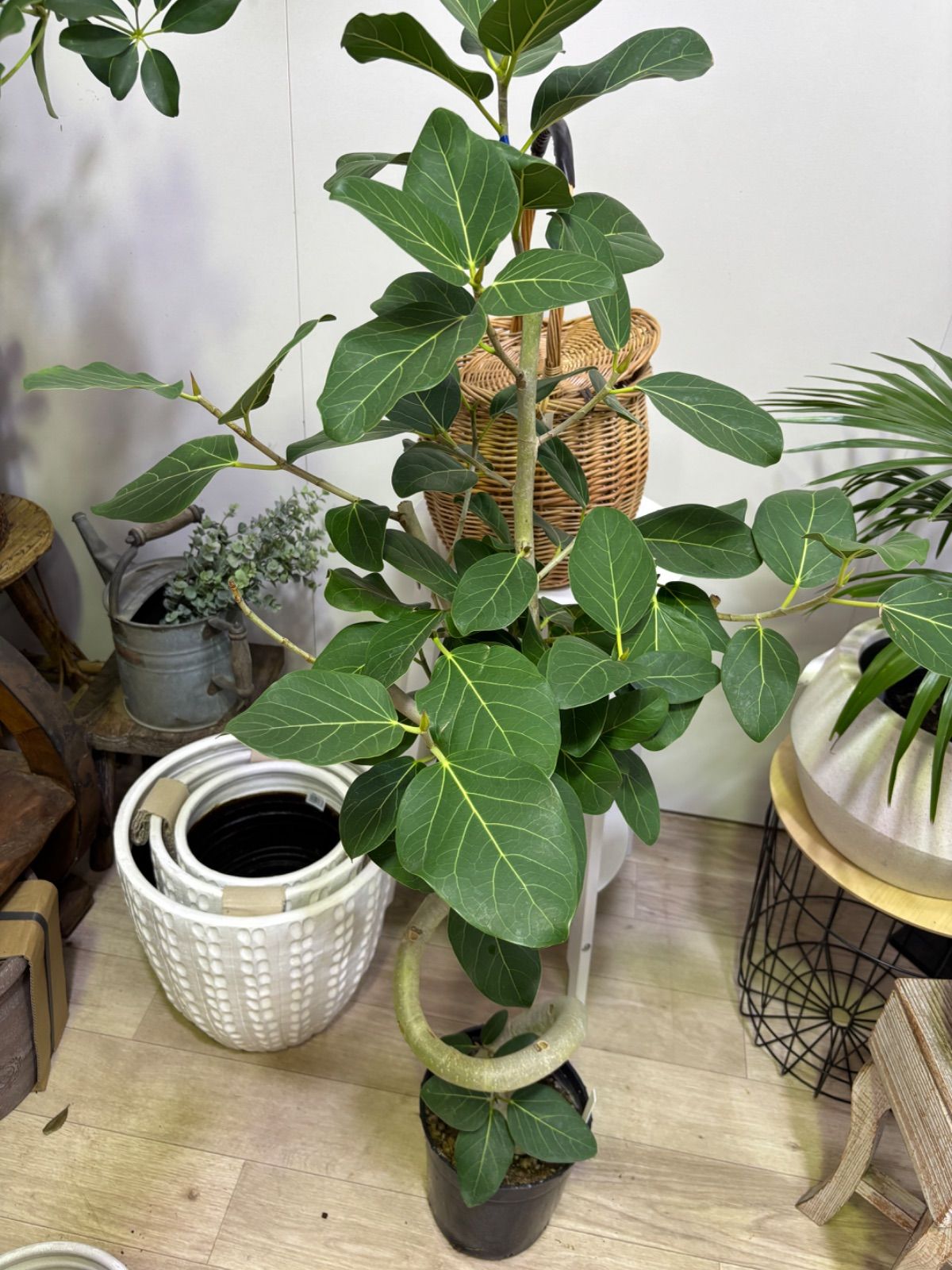 大きめ ユーカリポポラス 壺型テラコッタ鉢植え 苗 苗木 シンボル