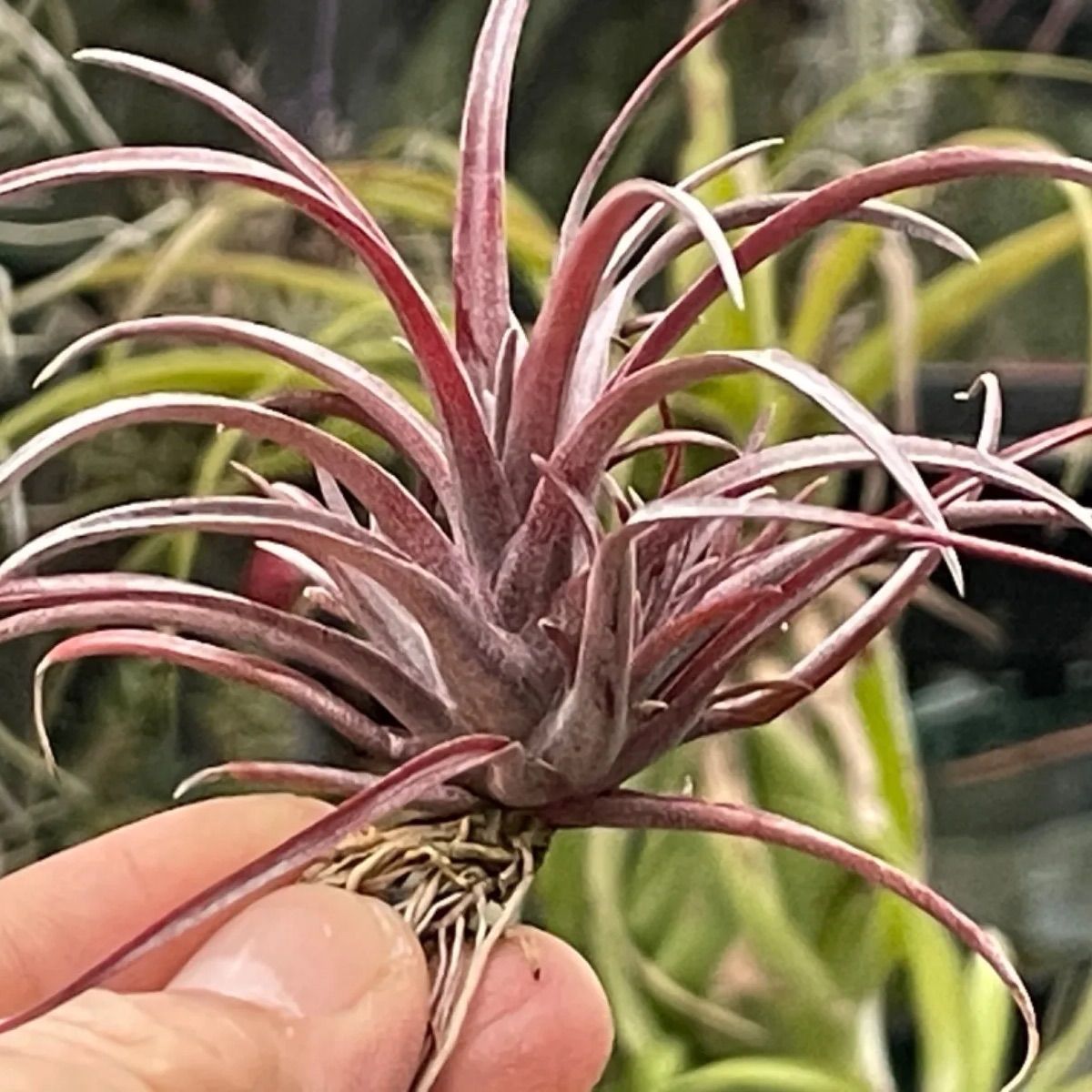 チランジア カピタータ ドミンゲンシス Tillandsia capitata var