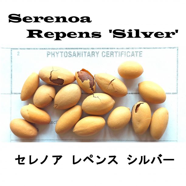 8月入荷 20粒+ セレノア レペンス シルバー 証明書あり 種 種子 - メルカリ