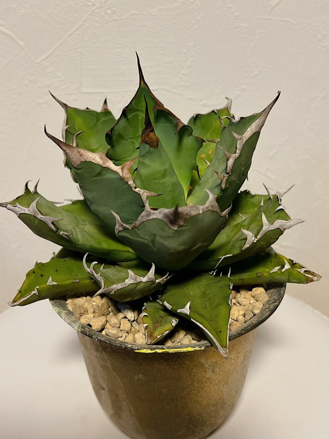 アガベ Agave titanota 姬嚴龍 ボールタイプ 台湾輸入 17cm - メルカリ