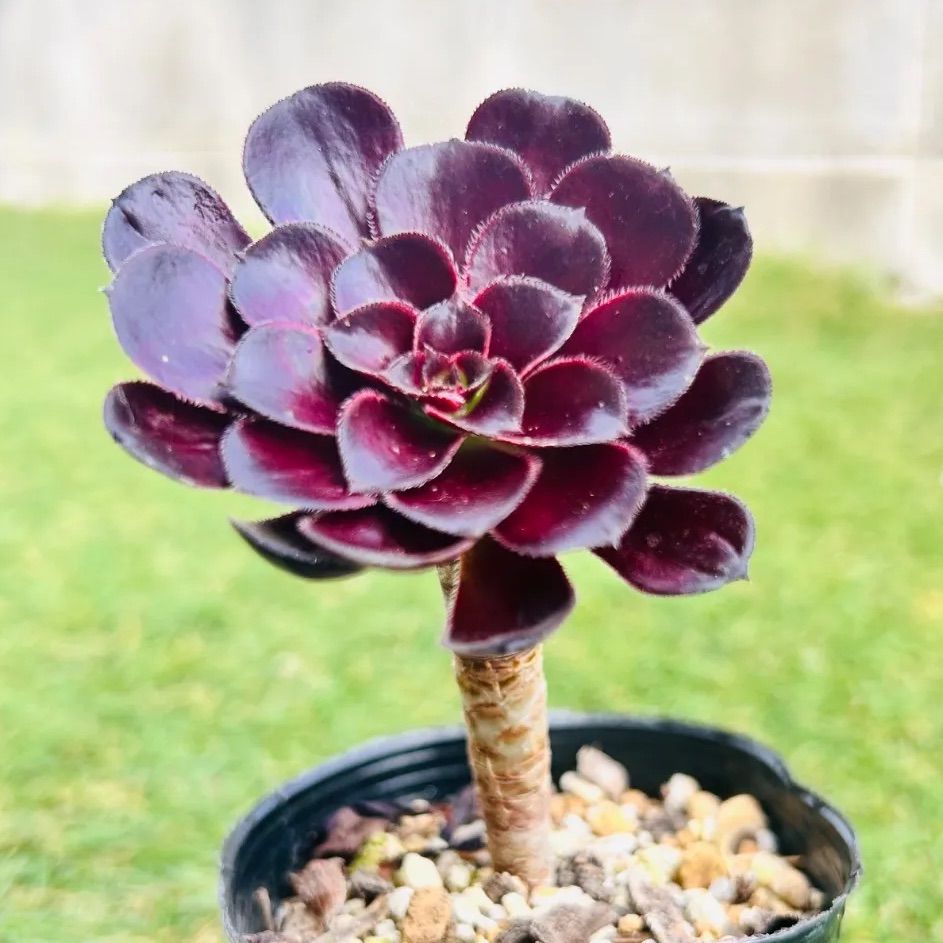 多肉植物 黒法師 アエオニウム 韓国苗 - メルカリ