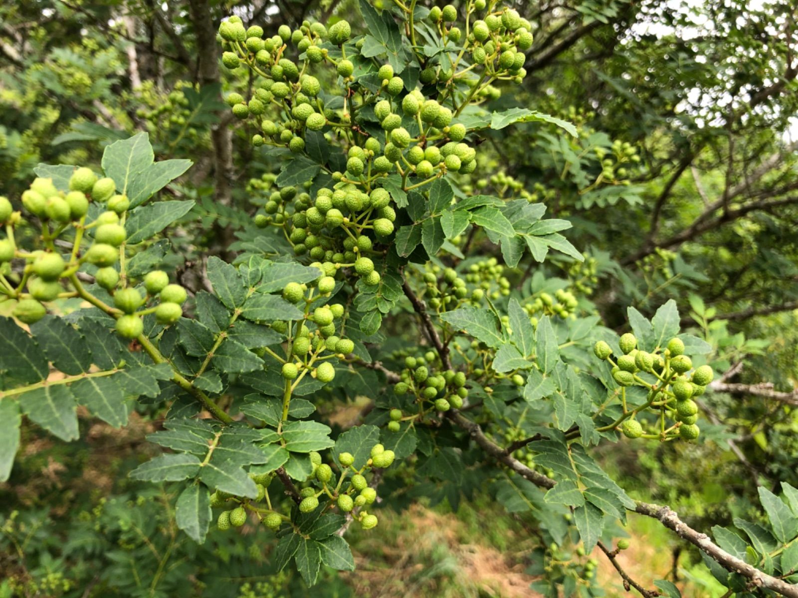 山椒の実1000g 【奈良県産・農薬不使用】 山椒の実 1000g【奈良県