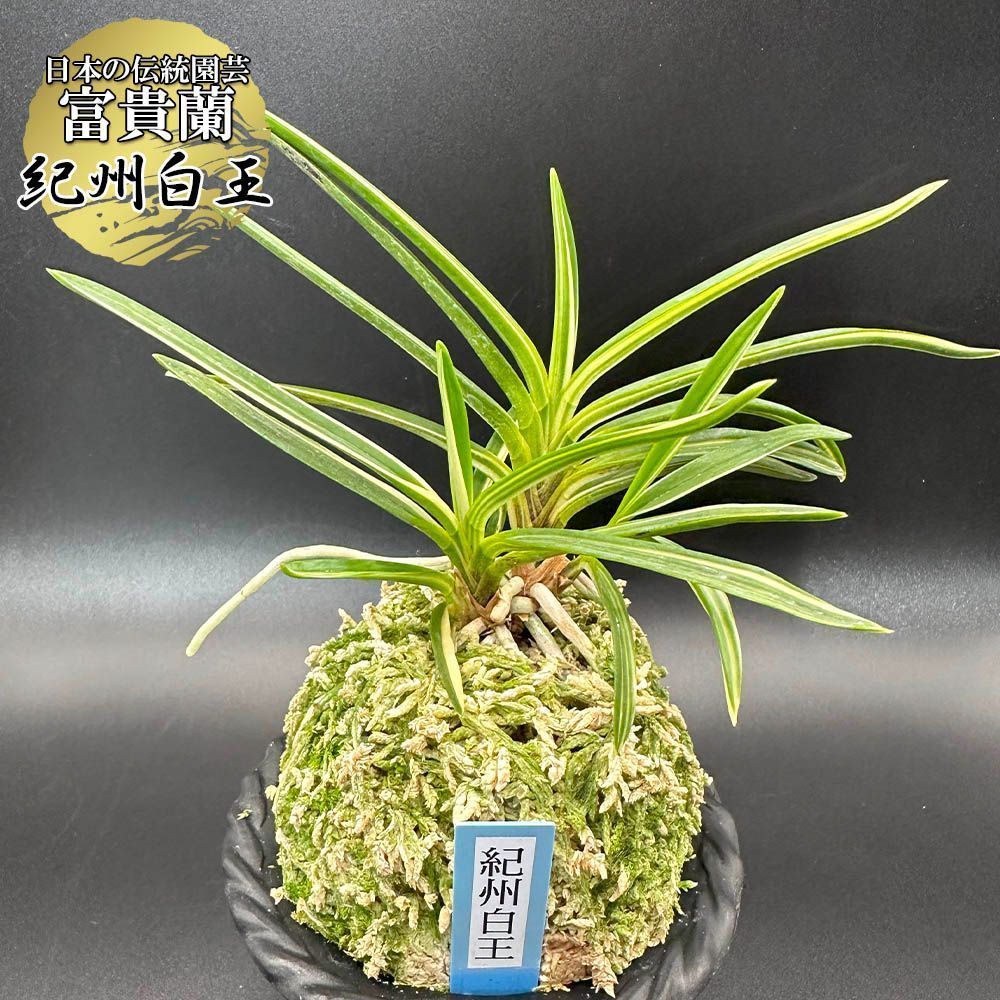 富貴蘭 風蘭 紀州白王 きしゅうはくおう 【現品】 fu-8320