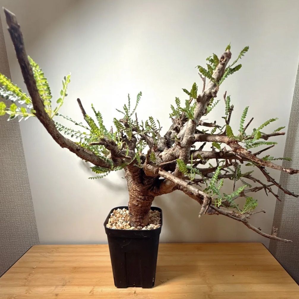 ボスウェリアネグレクタ ボスウェリア・ネグレクタ Boswellia neglecta【ボスウェリア