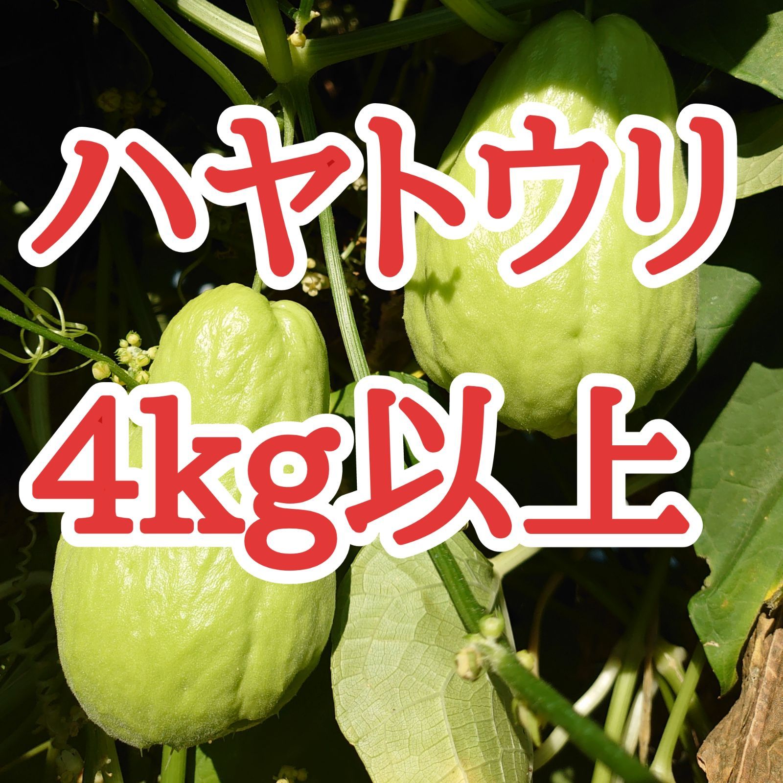 ハヤトウリ 4 kg以上 長野県産 隼人瓜 千成瓜 ティーチャ - ミライfarm