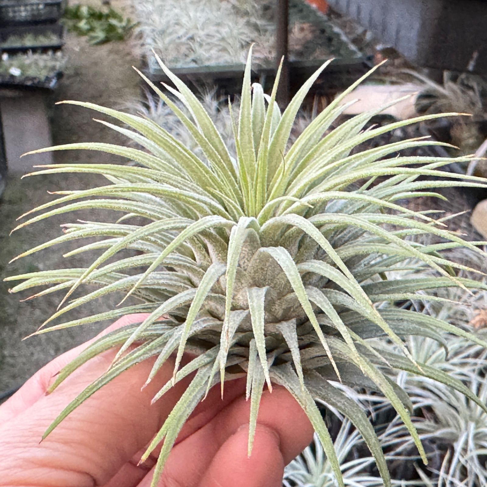 チランジア イオナンタ スノーボール Tillandsia Ionantha Snowball