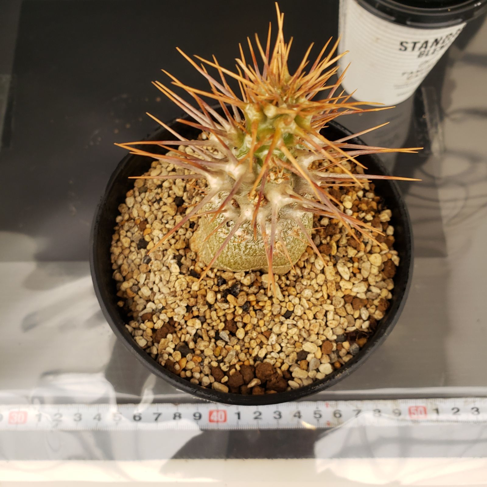 S224【自社養生・発根株】ユーフォルビア ギラウミニアナ（現地