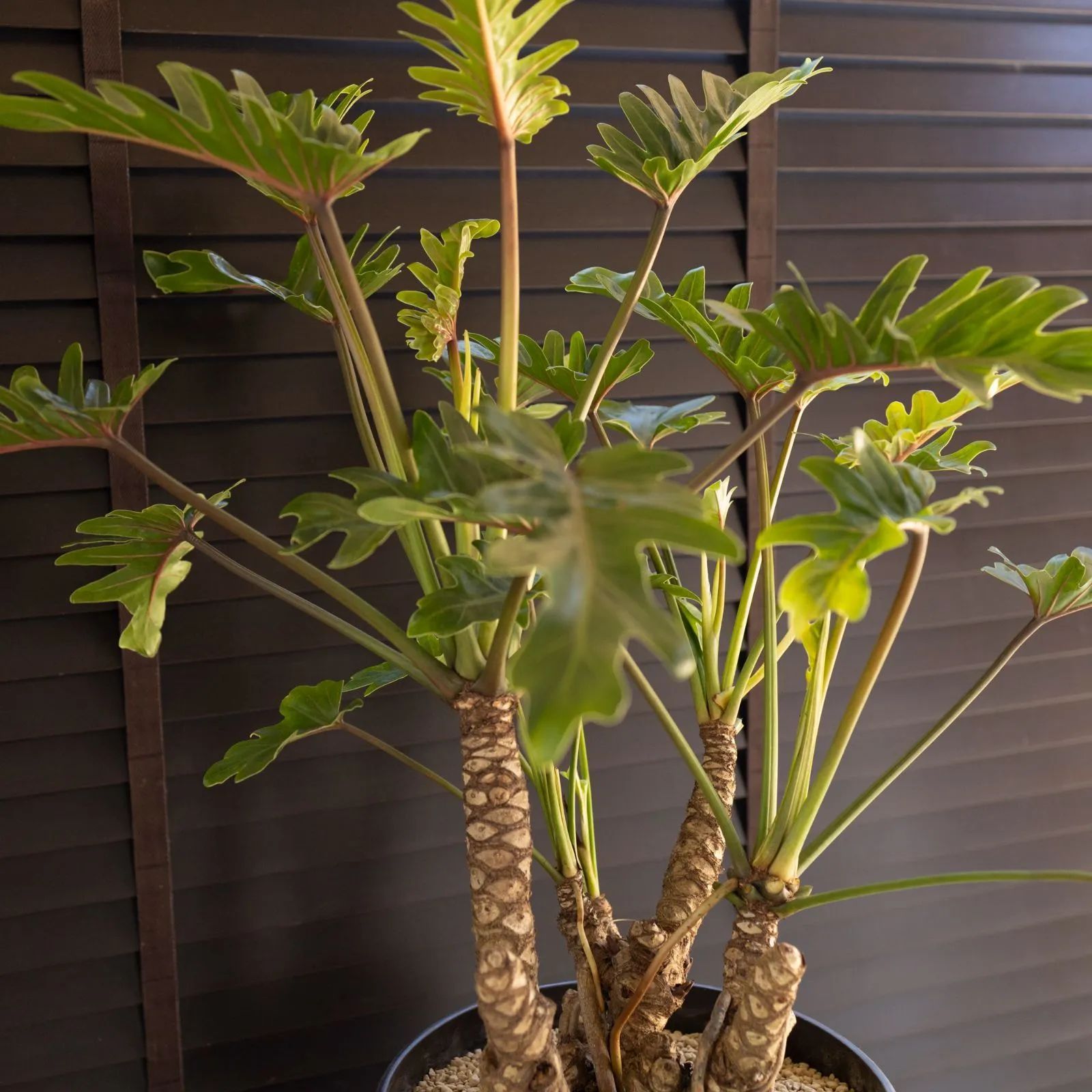 根上りクッカバラ フィロデンドロン kookaburra 10号 観葉植物