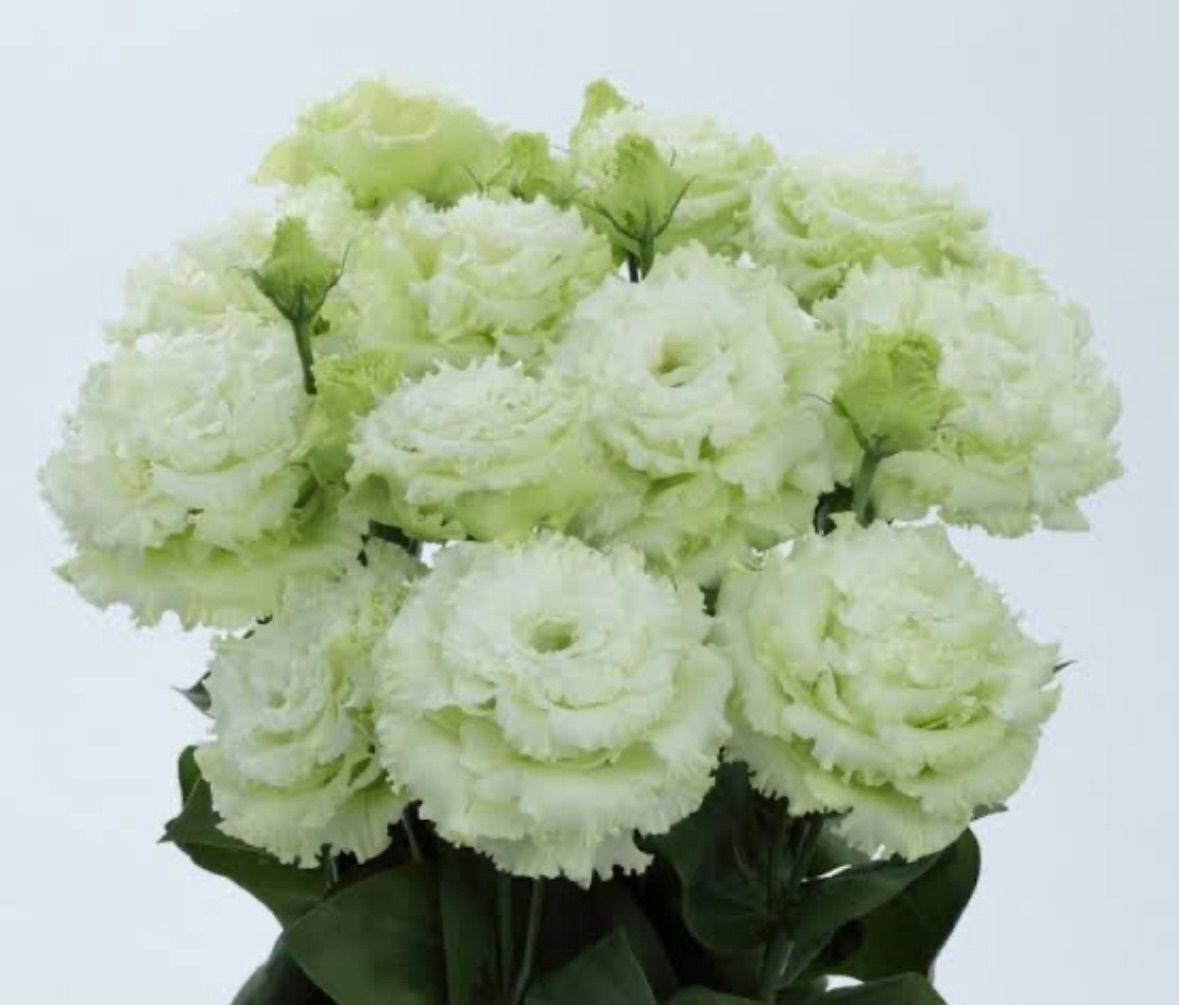 ひまわり18トルコキキョウ　トルコギキョウ苗 ひまわり18様専用トルコキキョウ トルコギキョウ苗 ひまわりと