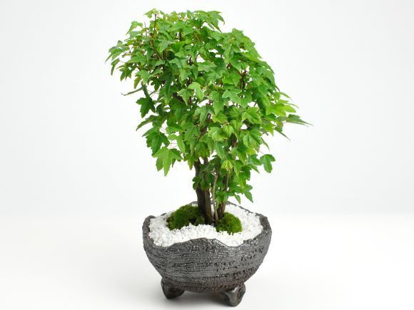 楓の寄せ植え 太幹