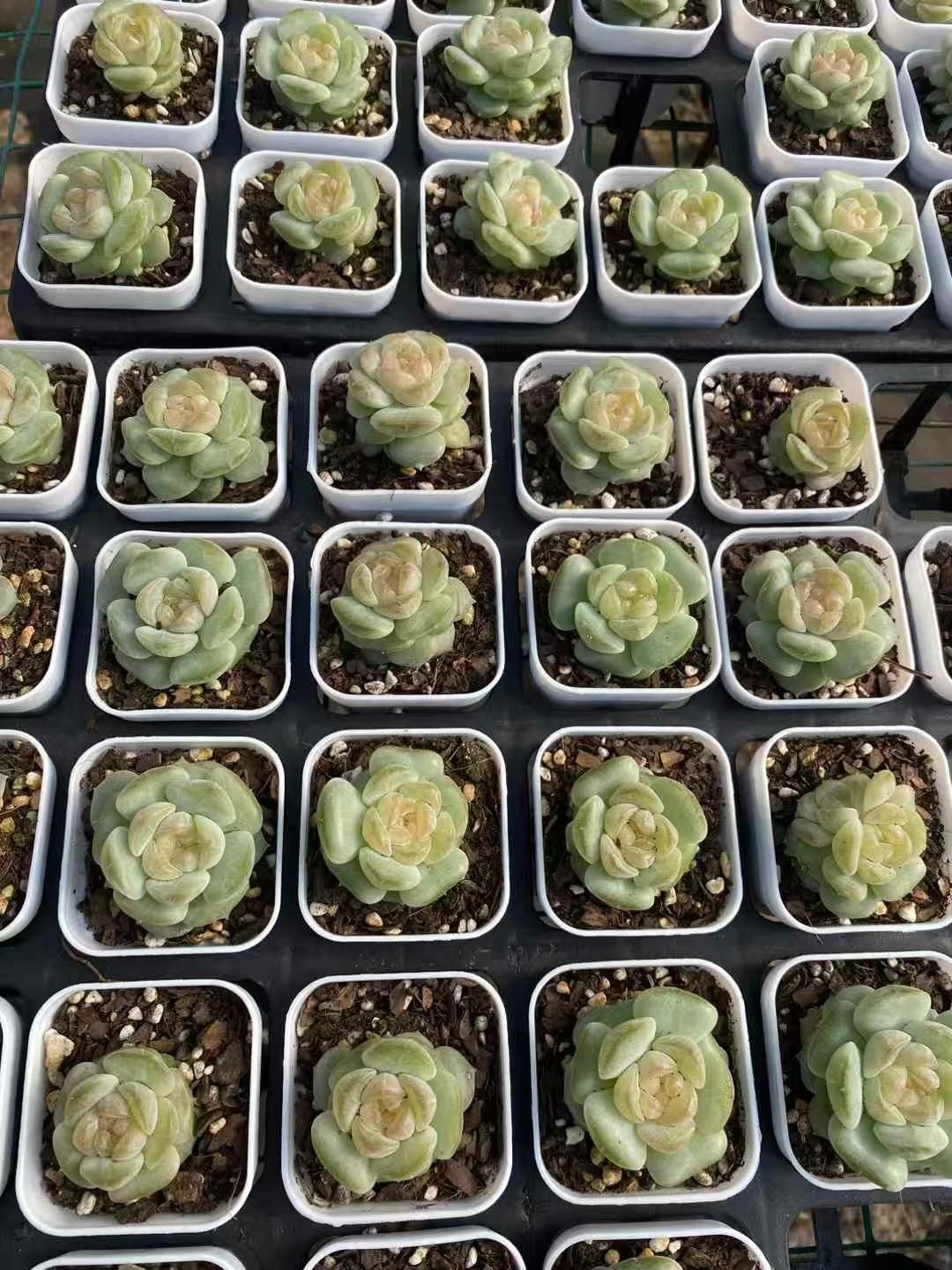 多肉植物 グレーと赤のグラデーション*9 プロ厳選！BASE通販で手に