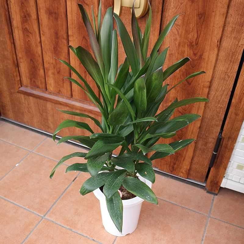 現品］【希少】7番 アロエ ラモシシマ 幹立 8号 大型 レア 羅紋錦 多肉