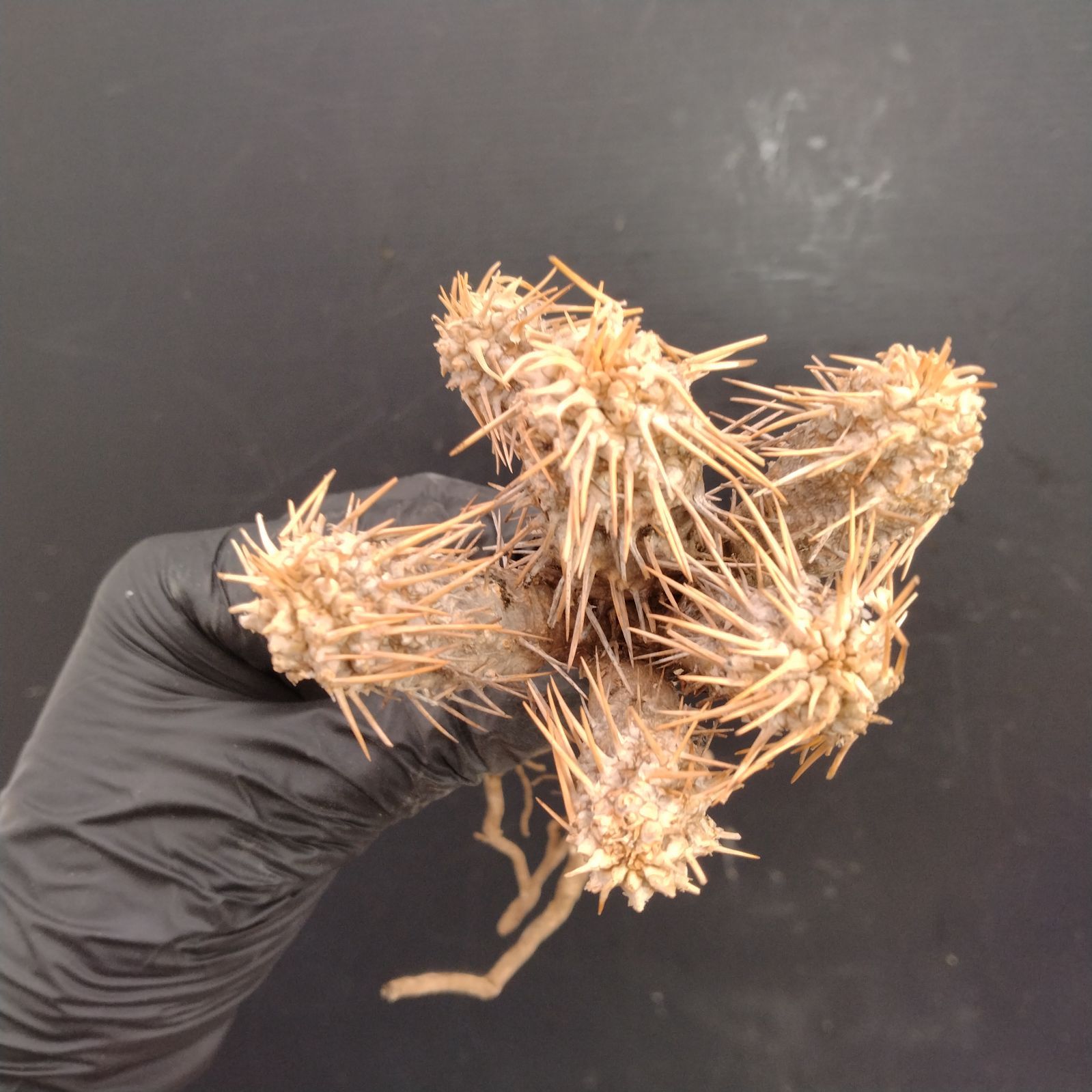 現地球 塊根植物 ユーフォルビア ギラウミニアナ 発根済み 49現地球