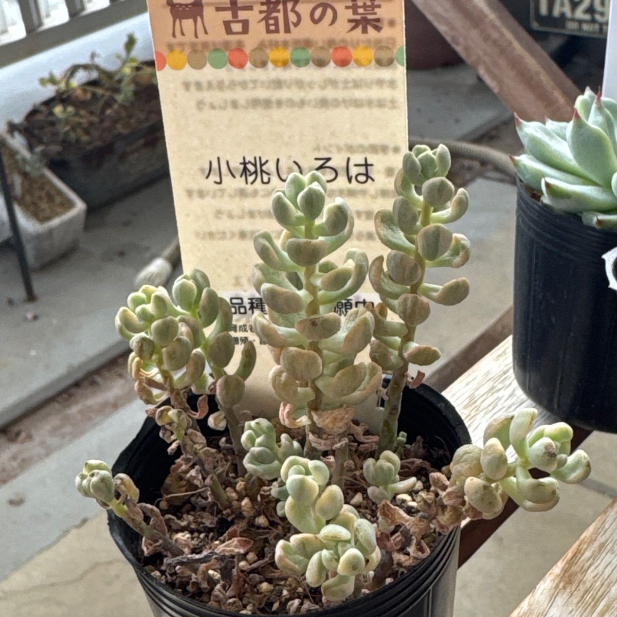 古都の葉さん 小桃いろは メルカリ便 札付き・抜き苗 【公式通販】