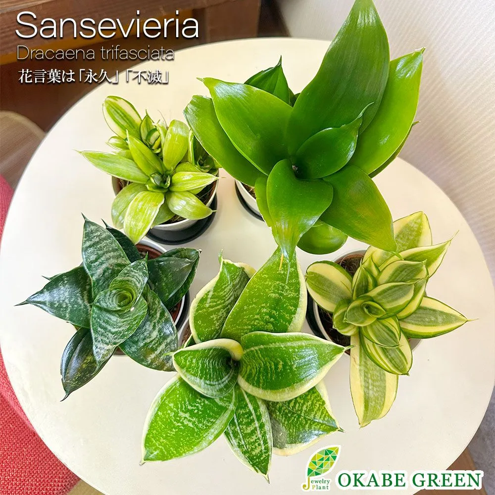 サンスベリア グイネンシスマノリン （観葉植物 サンスベリア